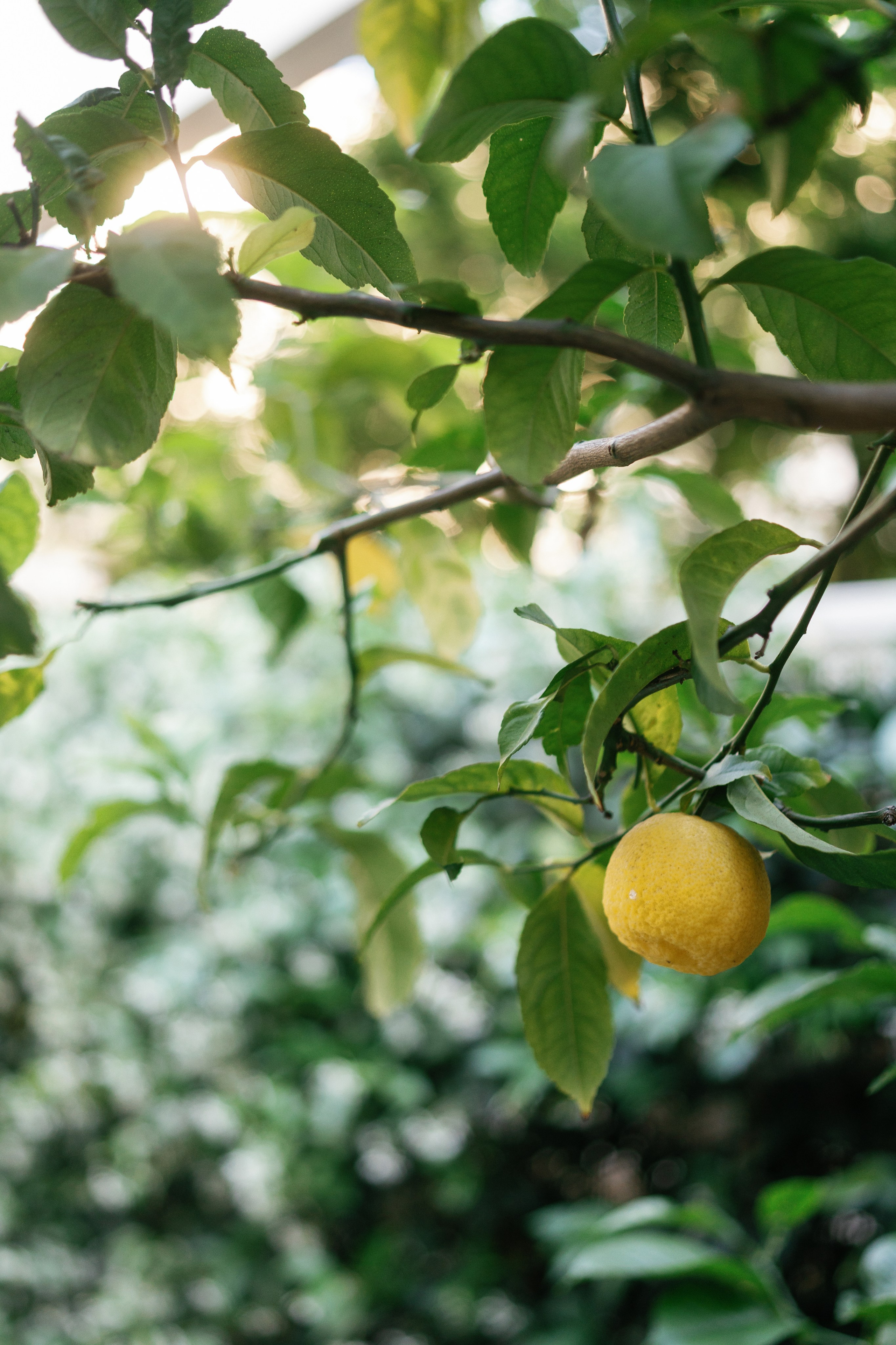 Wedding at Conrad Hotel Los Angeles. Wedding Photography & Videography Team in California, Los Angeles, San Francisco, San Diego and Travel