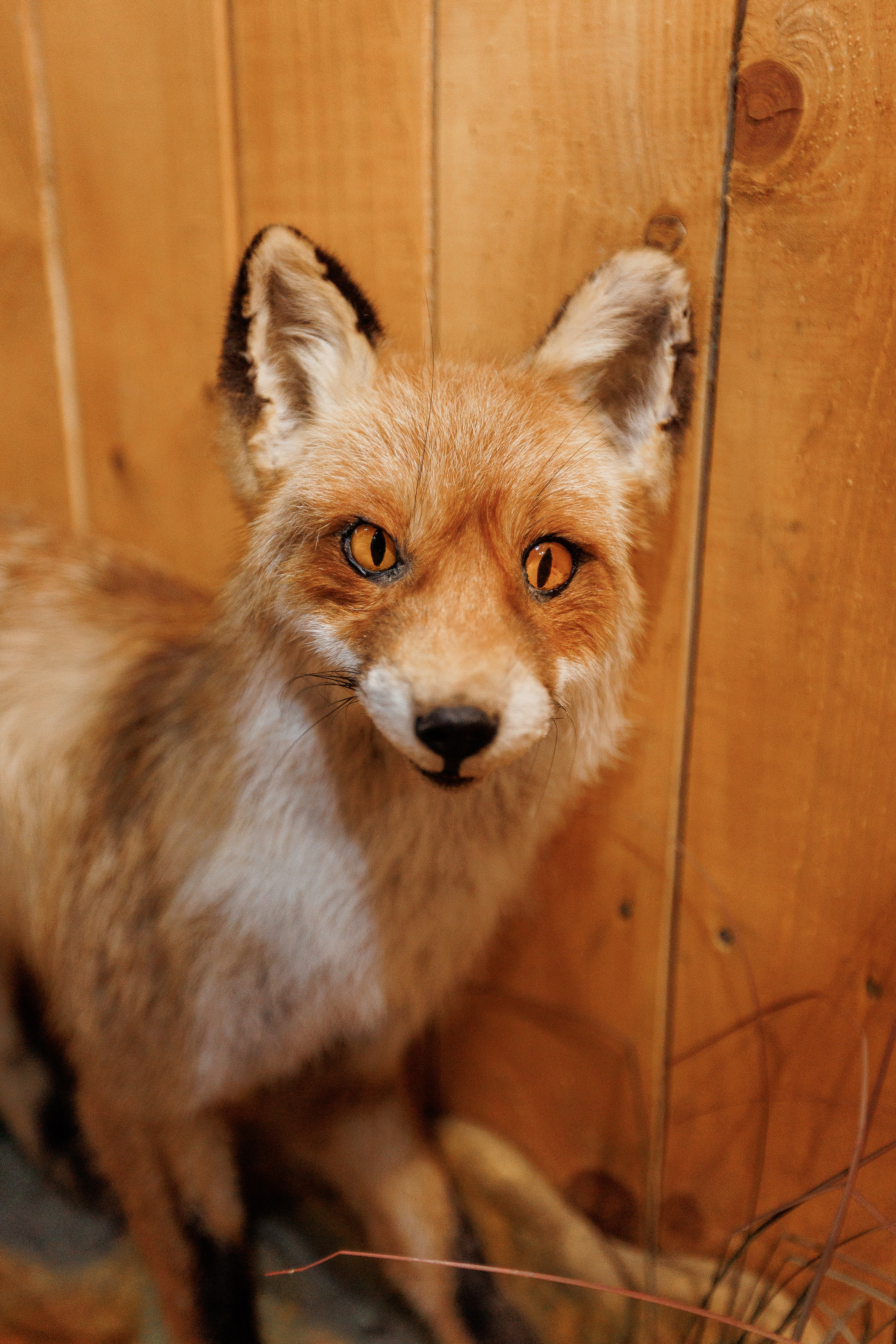 Екопарк Аміла. Ірина Терещук