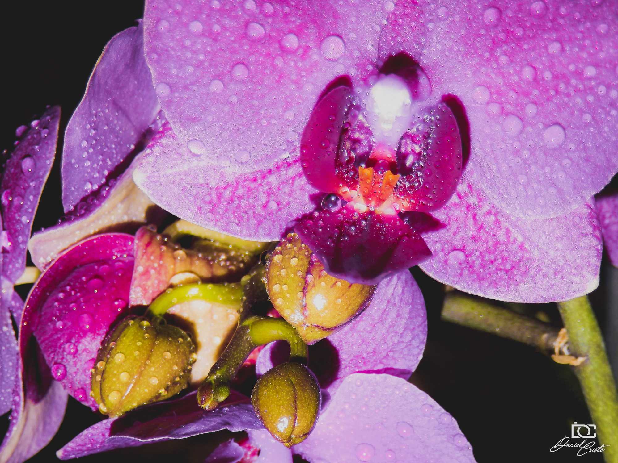 Peisaj /natura. Daniel Criste Fotograf