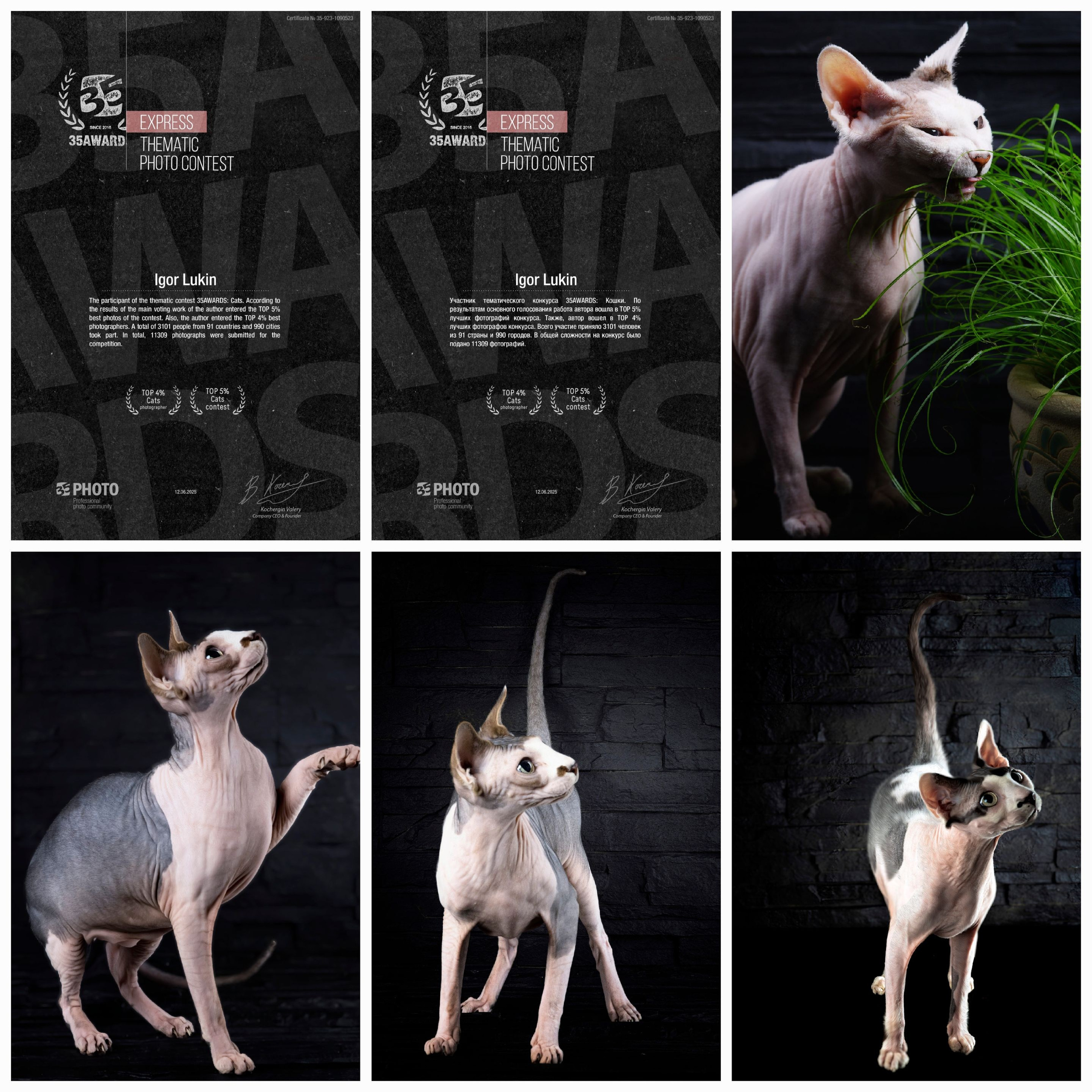 КОШКИ. LUKIN IGOR Photography