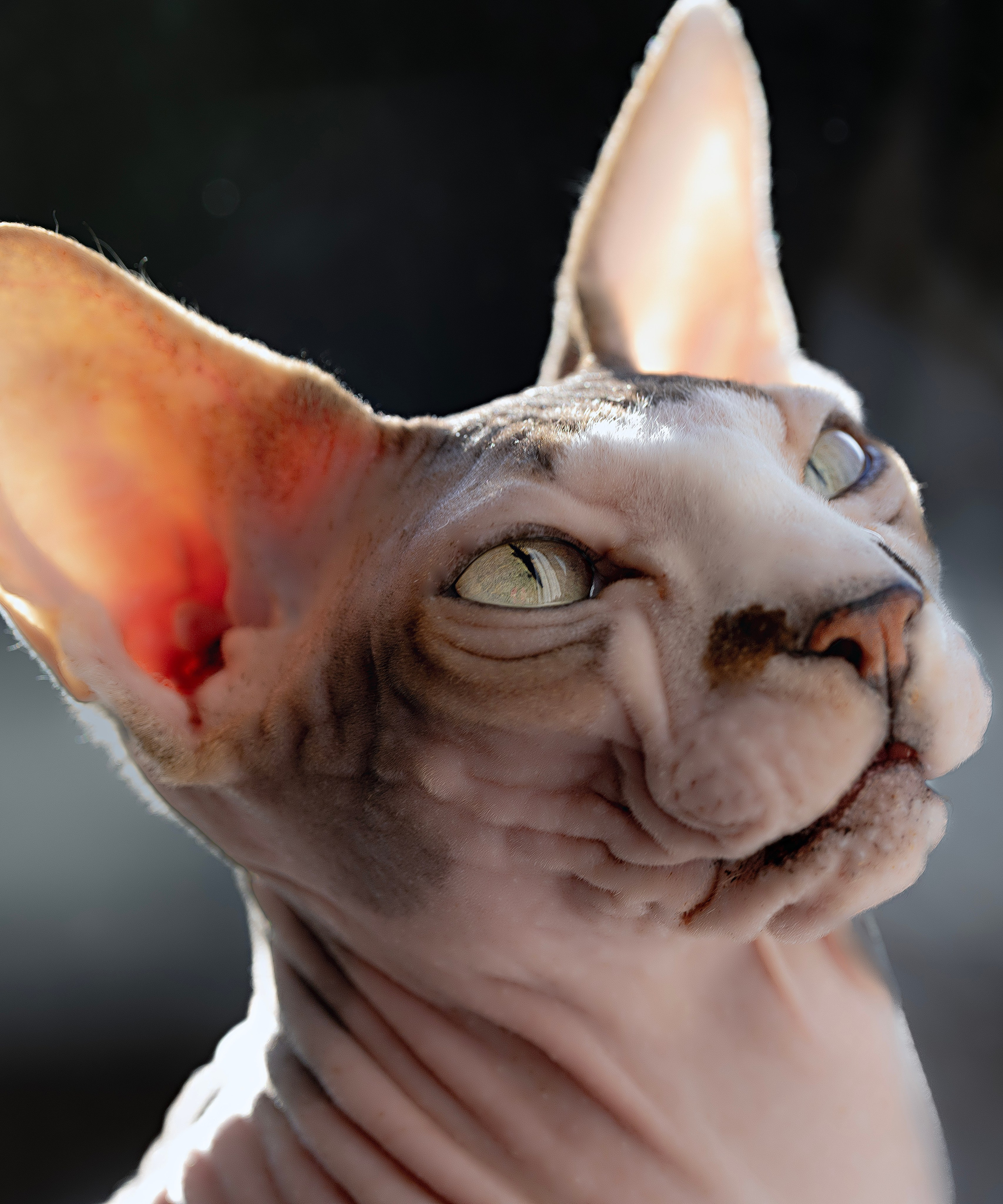 Katzen. LUKIN IGOR Photography