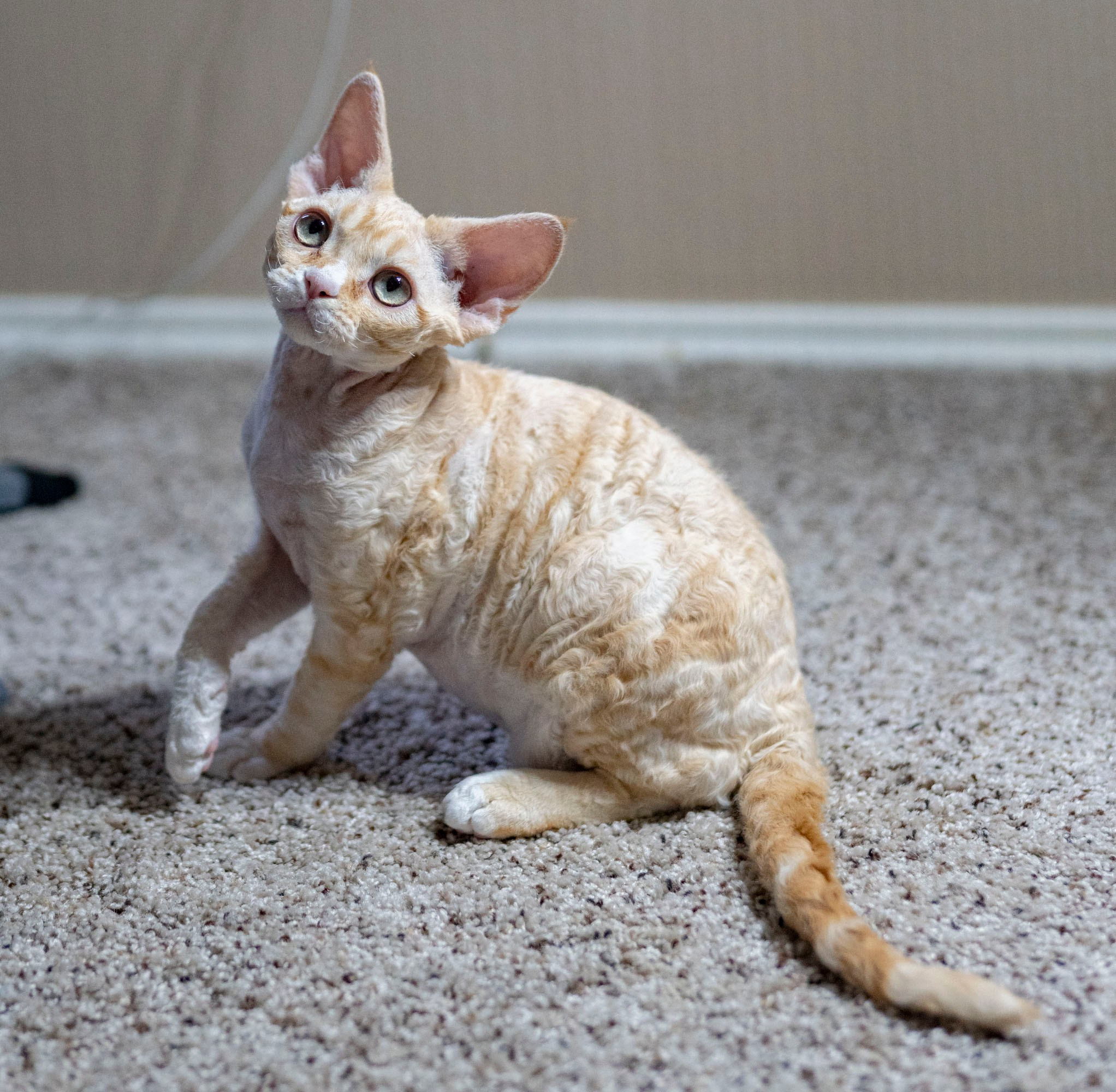 Choux. Devon Rex Pixie Cattery