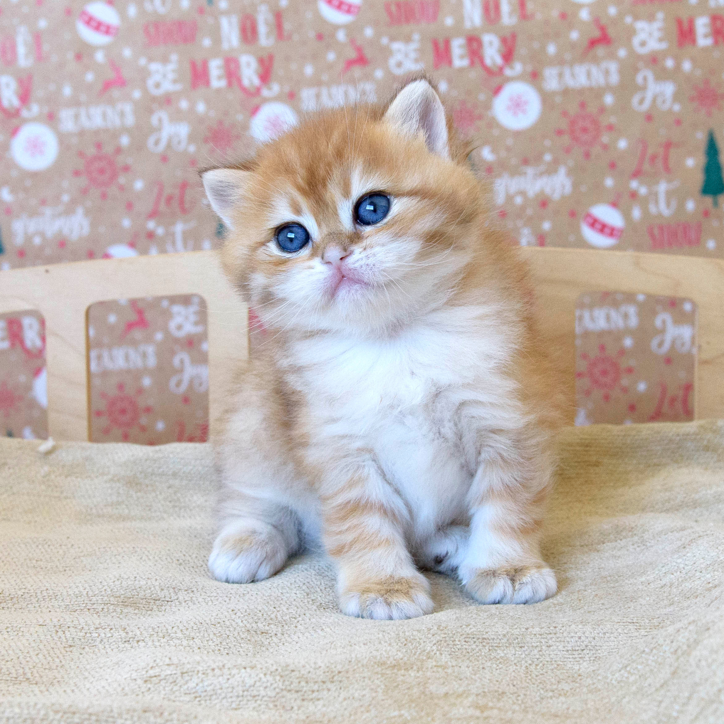 Βρετανικά γατάκια Ελλάδα, βρετανικά γατάκια Κύπρος, βρετανική γάτα Λεμεσός, βρετανική γάτα Κύπρος τιμή, εκτροφείο βρετανικής γάτας Κύπρος, εκτροφείο βρετανικής γάτας Λεμεσός, εκτροφείο βρετανικής γάτας Λάρνακα, εκτροφείο βρετανικής κοντότριχης γάτας στην Αθήνα, εκτροφείο βρετανικής κοντότριχης στην Ελλάδα, βρετανική κοντότριχη γάτα τιμή