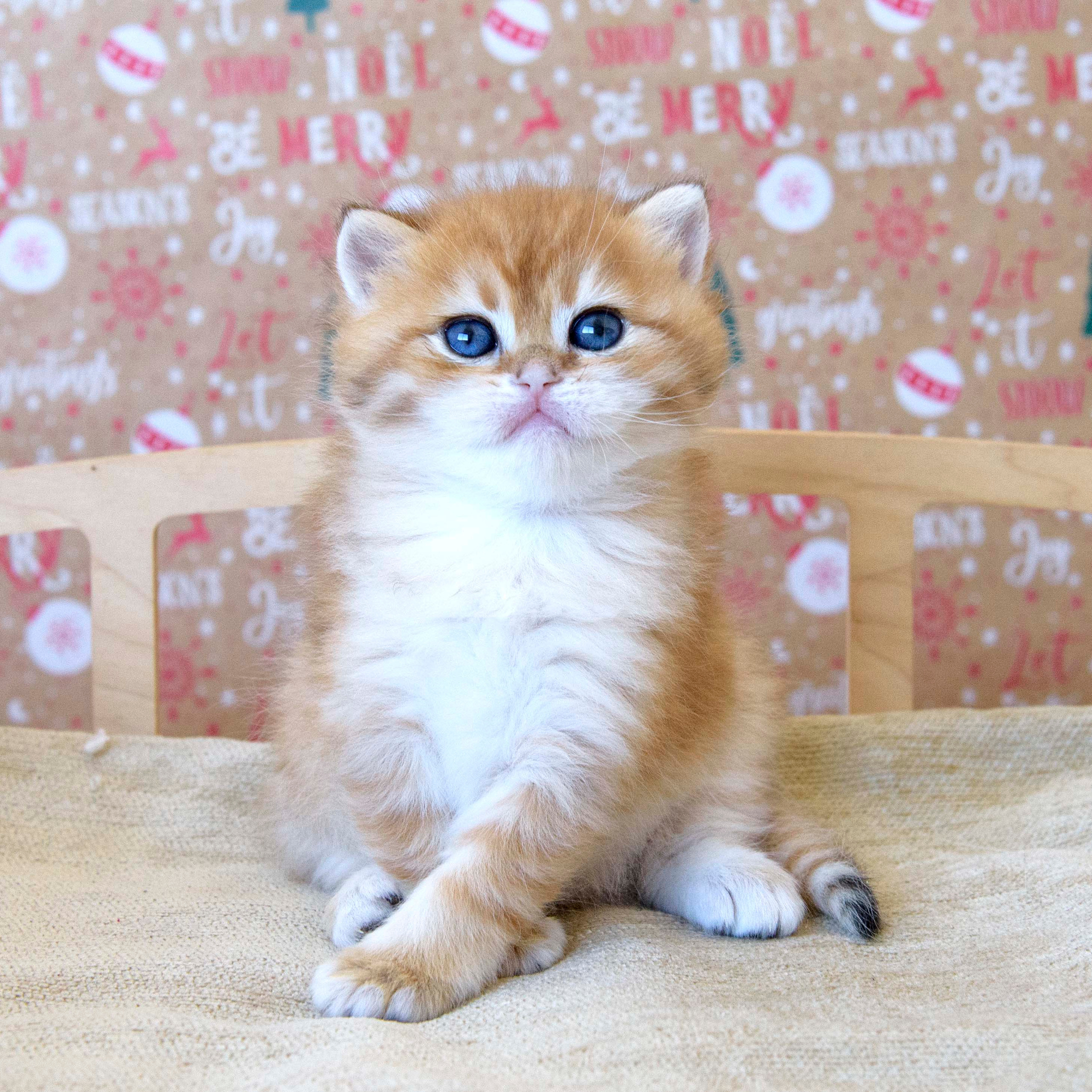 Βρετανικά γατάκια Ελλάδα, βρετανικά γατάκια Κύπρος, βρετανική γάτα Λεμεσός, βρετανική γάτα Κύπρος τιμή, εκτροφείο βρετανικής γάτας Κύπρος, εκτροφείο βρετανικής γάτας Λεμεσός, εκτροφείο βρετανικής γάτας Λάρνακα, εκτροφείο βρετανικής κοντότριχης γάτας στην Αθήνα, εκτροφείο βρετανικής κοντότριχης στην Ελλάδα, βρετανική κοντότριχη γάτα τιμή