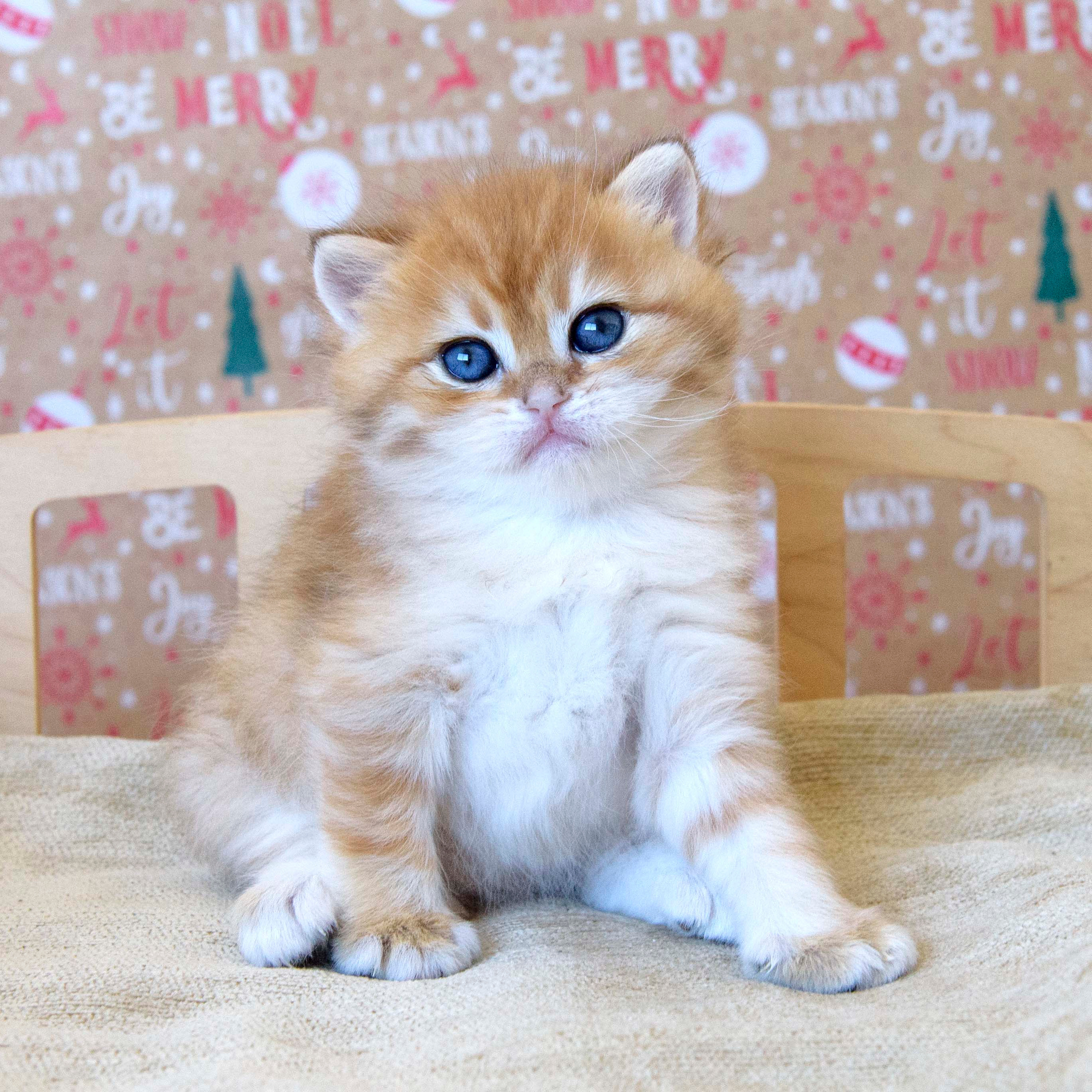 Βρετανικά γατάκια Ελλάδα, βρετανικά γατάκια Κύπρος, βρετανική γάτα Λεμεσός, βρετανική γάτα Κύπρος τιμή, εκτροφείο βρετανικής γάτας Κύπρος, εκτροφείο βρετανικής γάτας Λεμεσός, εκτροφείο βρετανικής γάτας Λάρνακα, εκτροφείο βρετανικής κοντότριχης γάτας στην Αθήνα, εκτροφείο βρετανικής κοντότριχης στην Ελλάδα, βρετανική κοντότριχη γάτα τιμή