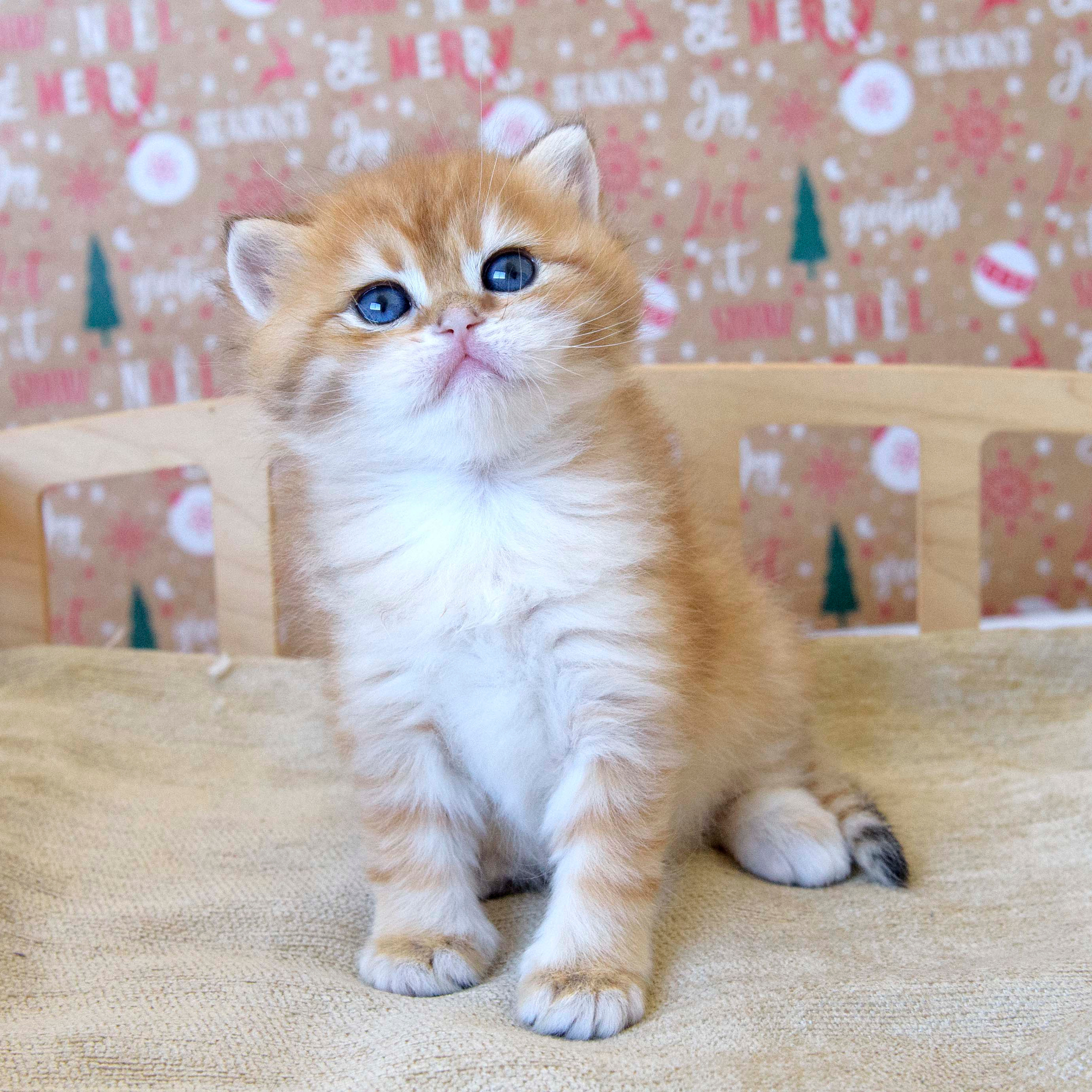 Βρετανικά γατάκια Ελλάδα, βρετανικά γατάκια Κύπρος, βρετανική γάτα Λεμεσός, βρετανική γάτα Κύπρος τιμή, εκτροφείο βρετανικής γάτας Κύπρος, εκτροφείο βρετανικής γάτας Λεμεσός, εκτροφείο βρετανικής γάτας Λάρνακα, εκτροφείο βρετανικής κοντότριχης γάτας στην Αθήνα, εκτροφείο βρετανικής κοντότριχης στην Ελλάδα, βρετανική κοντότριχη γάτα τιμή