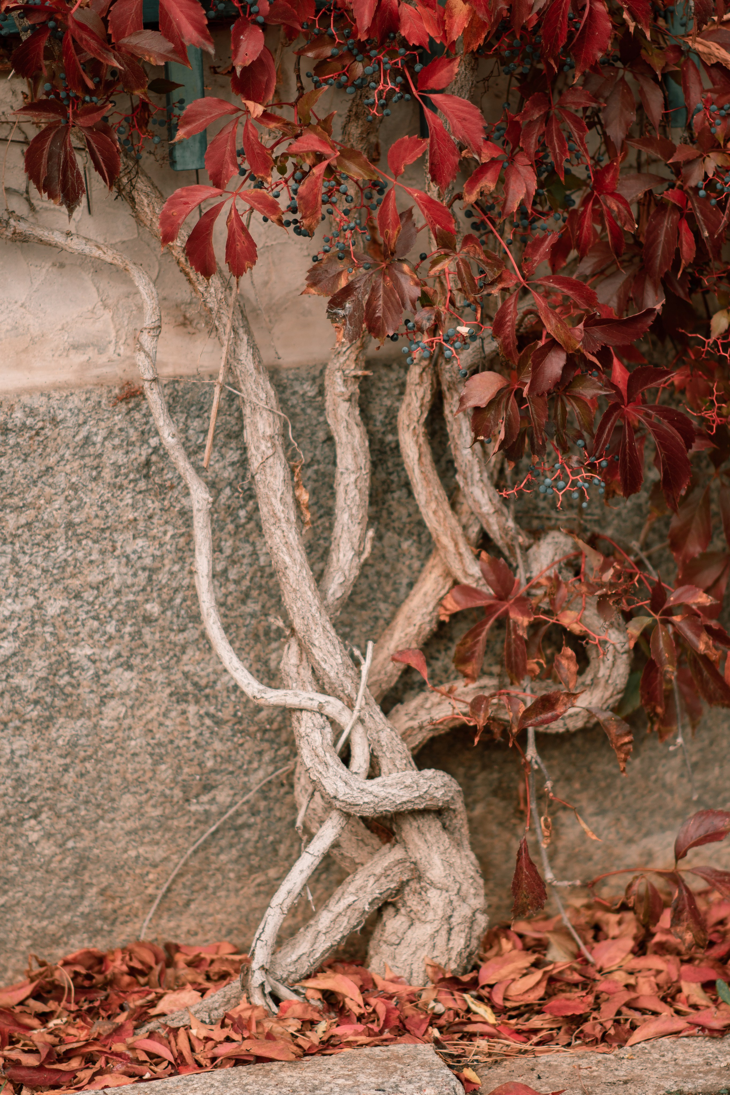 Осень. Семейный и детский фотограф