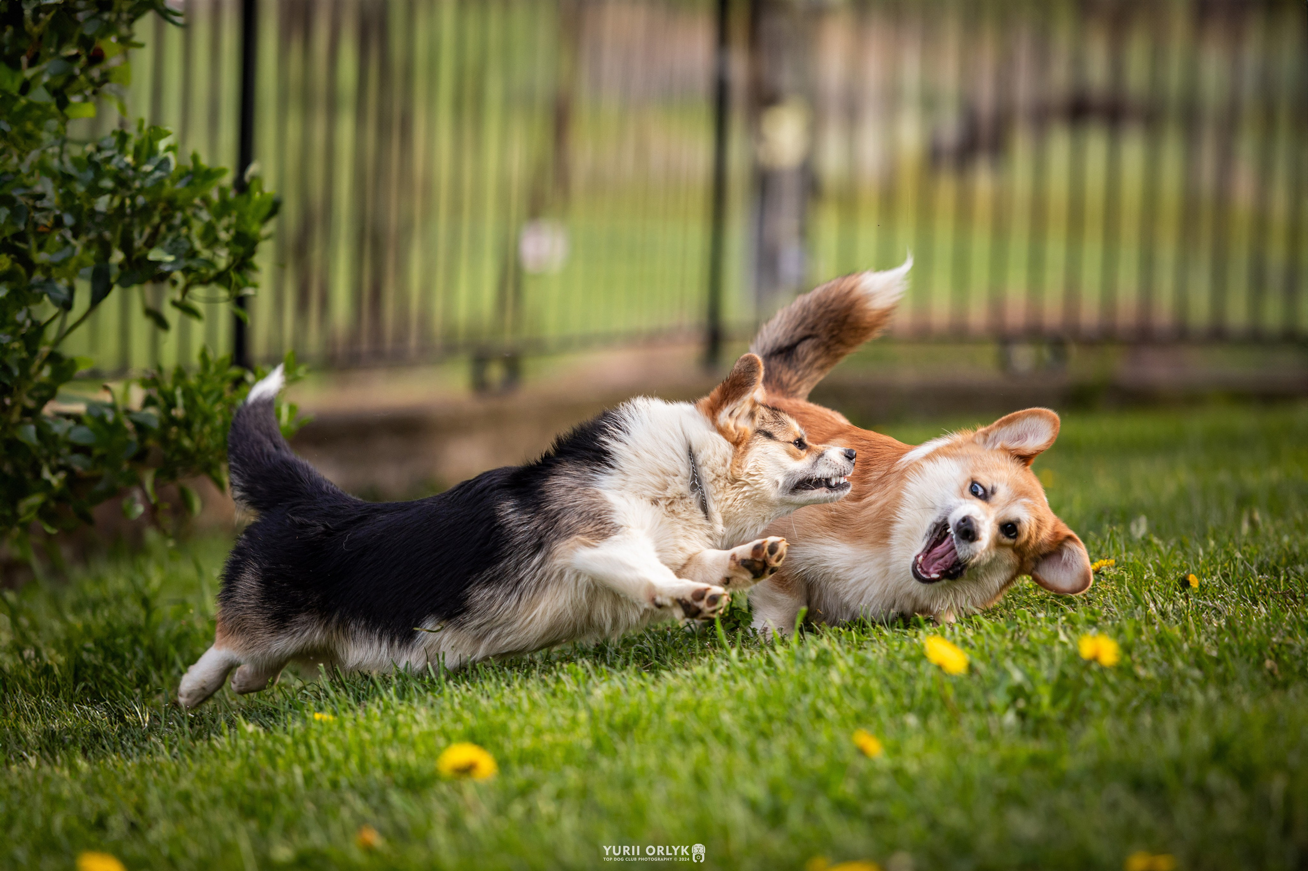 Plener. Yurii Orlyk Photography