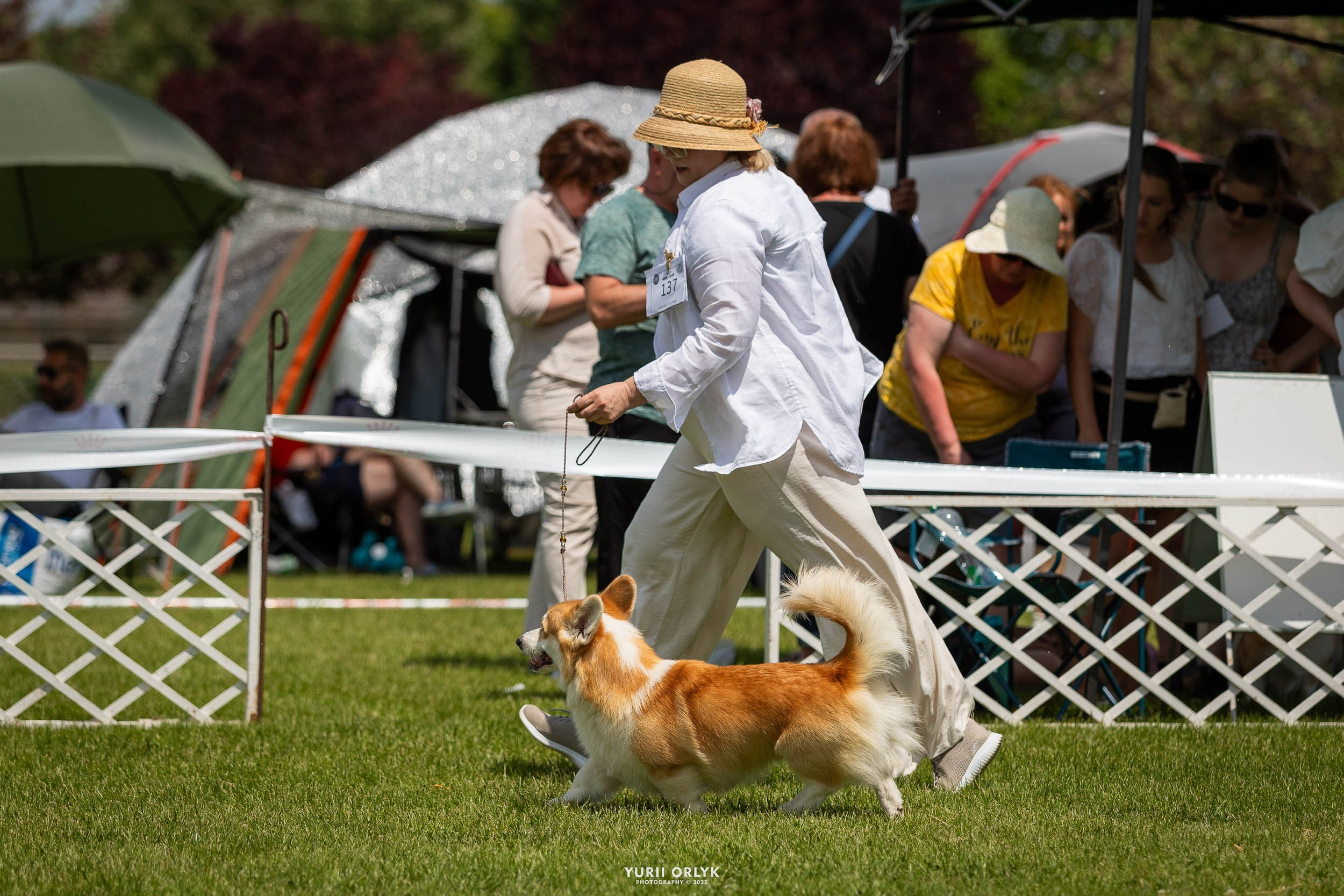 Dog Shows. Yurii Orlyk Photography