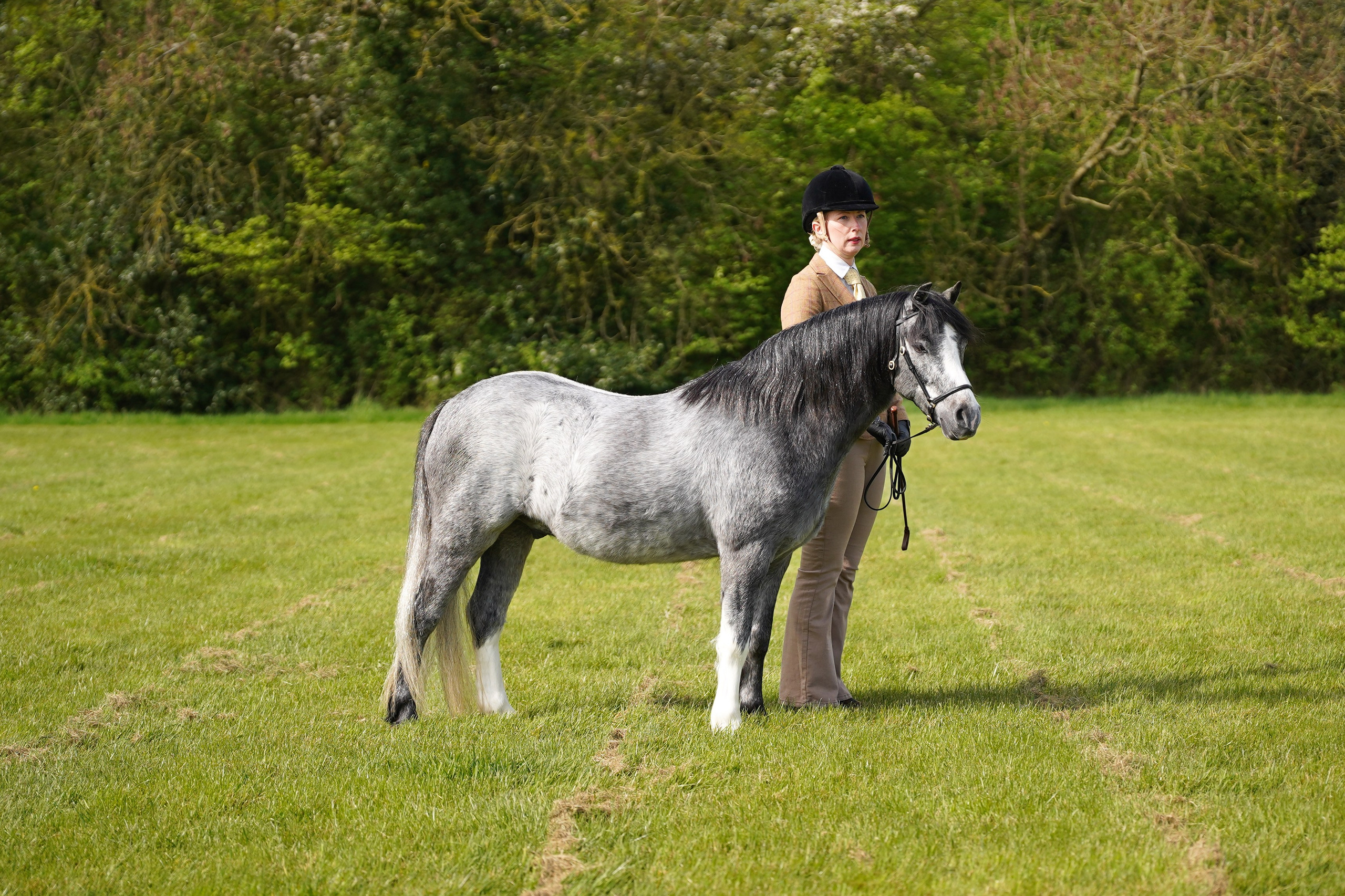 Showing. Leicestershire Equine Photography by El | Authentic Equine Portraits & Events