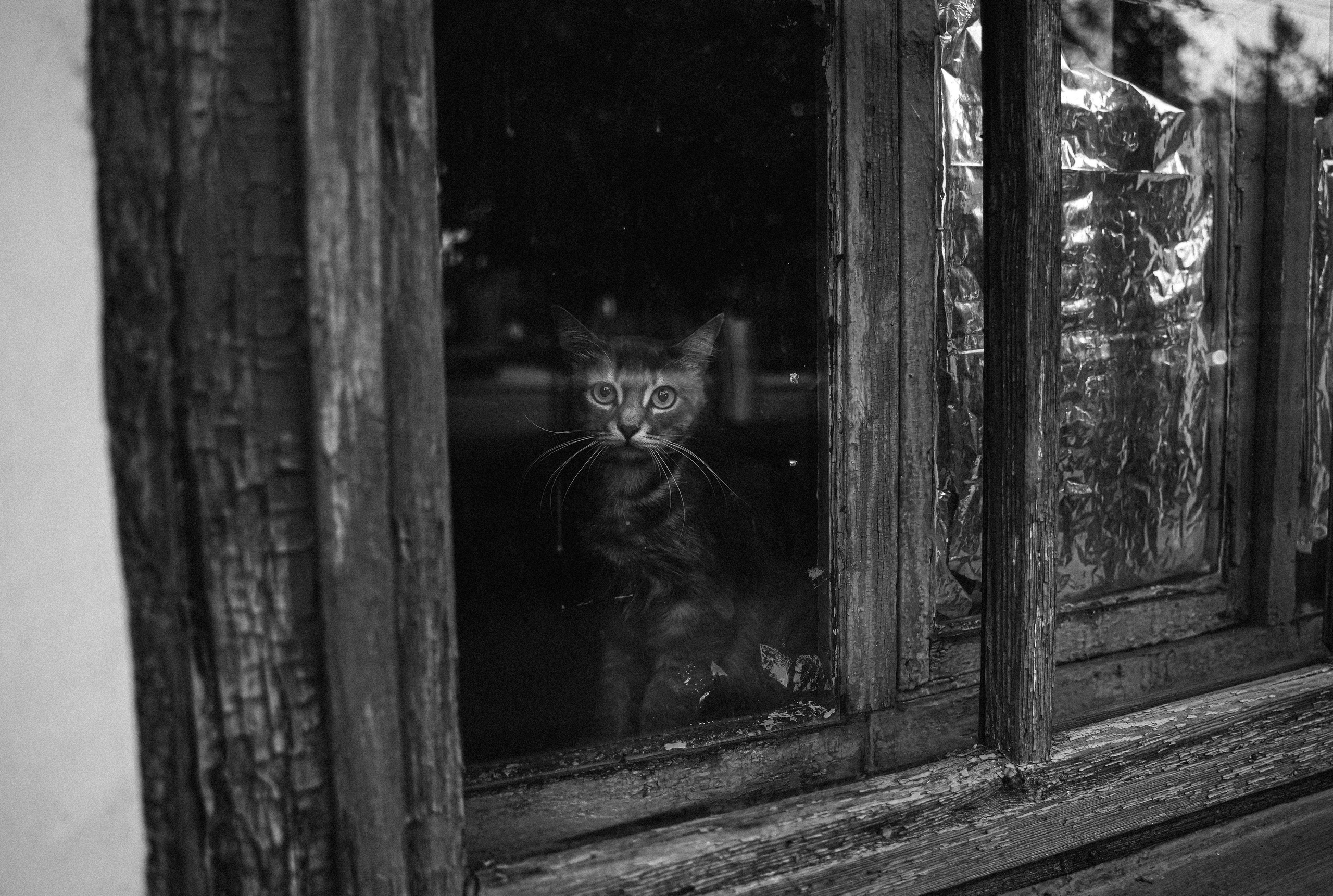 Кот шпедингера. Стрит-фотография, полная абсурда, идиотизма и красоты