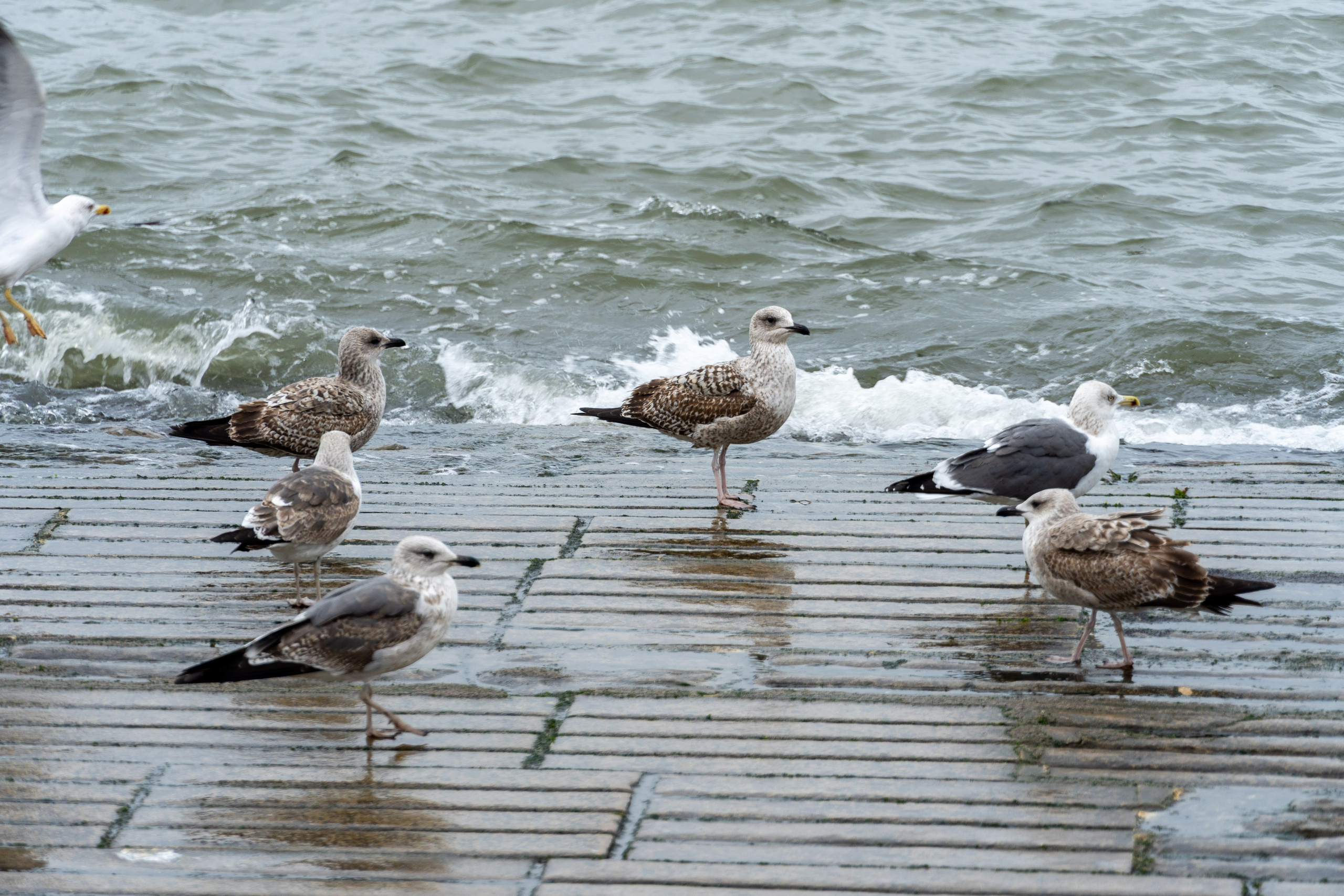 Lisabona 2025. Fotografiideplacere.net