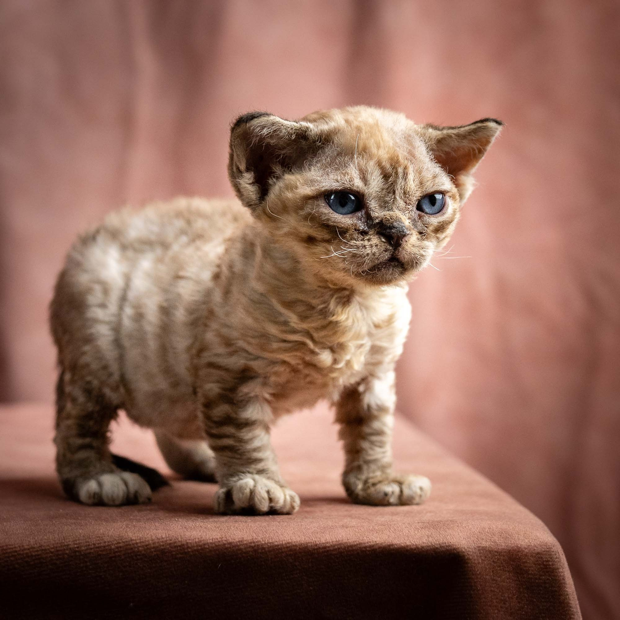 Remy, boy, born 05.08.26. Devon Rex Pixie Cattery