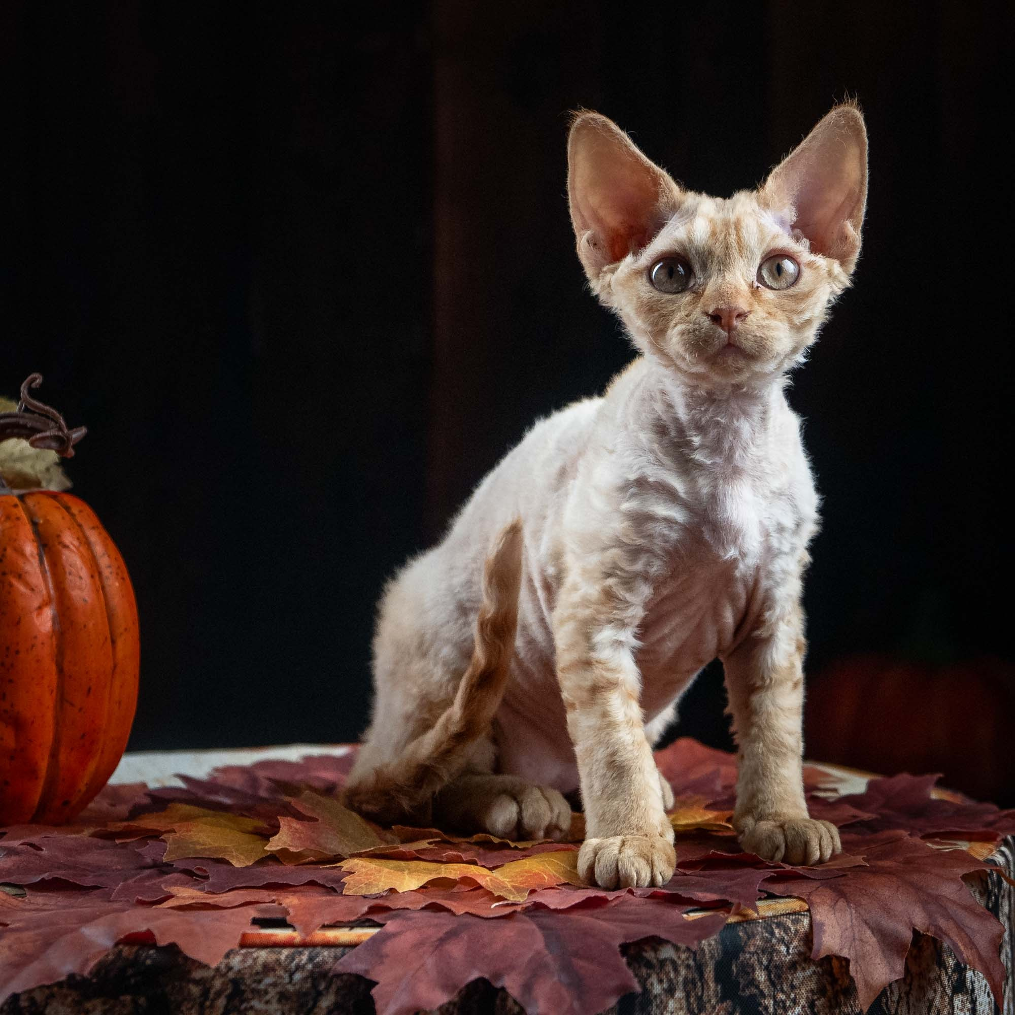 Dorito, boy, born on 06.06.24 SOLD. Devon Rex Pixie Cattery