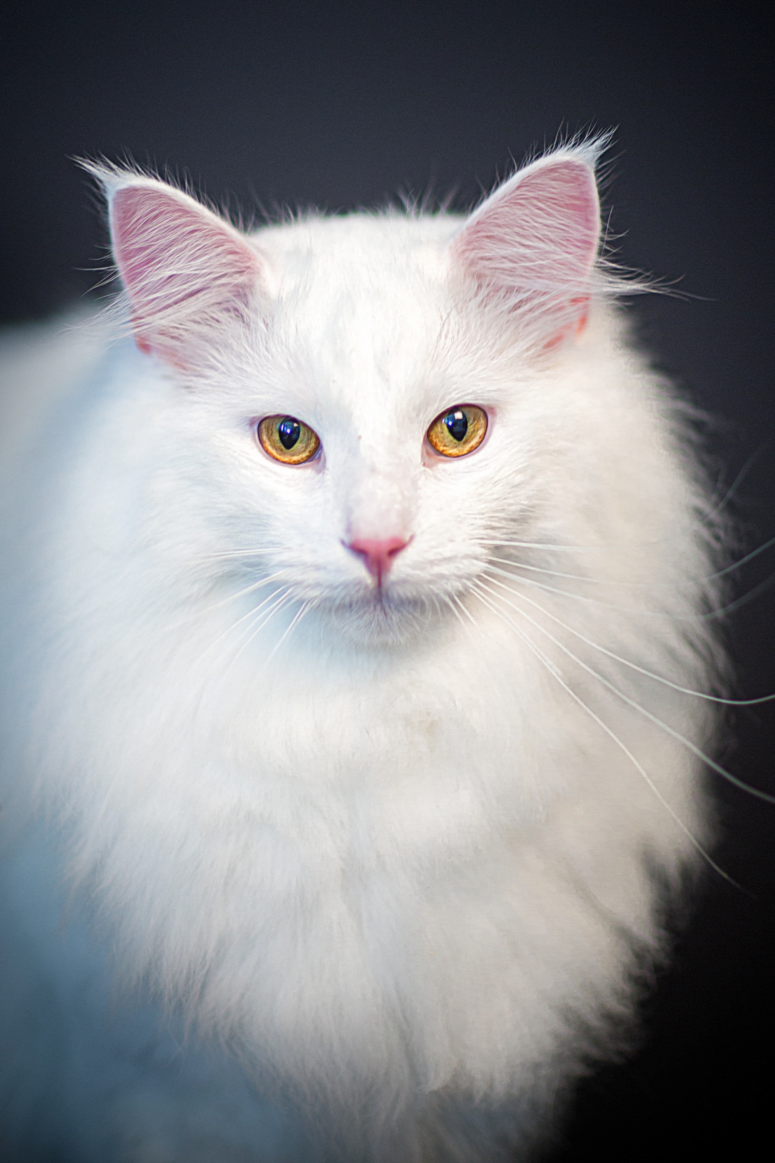 Norwegian. Фотограф в Таллине Виктория Баранова |фотосессии и обучение / Photographer Viktoria Baranova