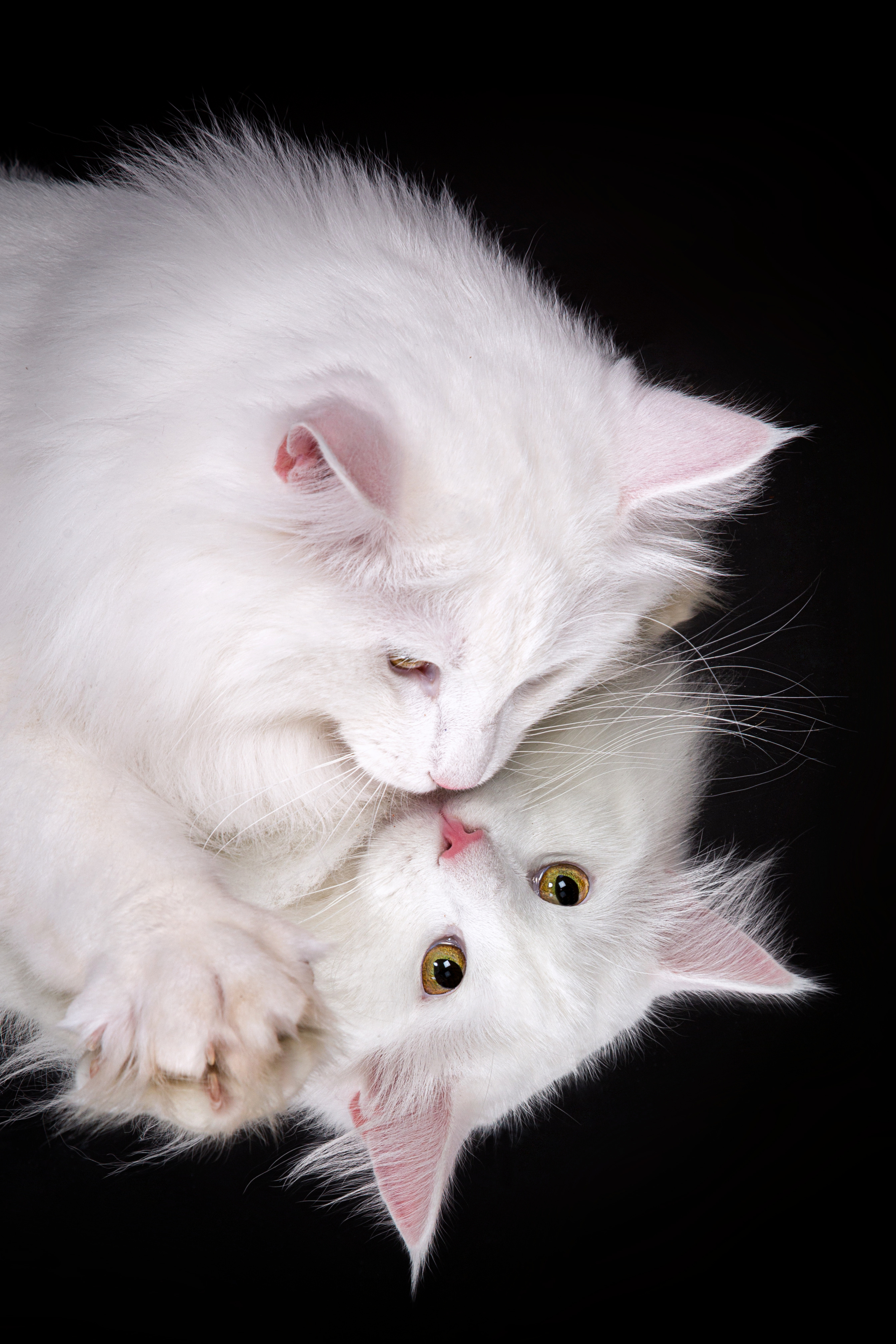 Norwegian. Фотограф в Таллине Виктория Баранова |фотосессии и обучение / Photographer Viktoria Baranova