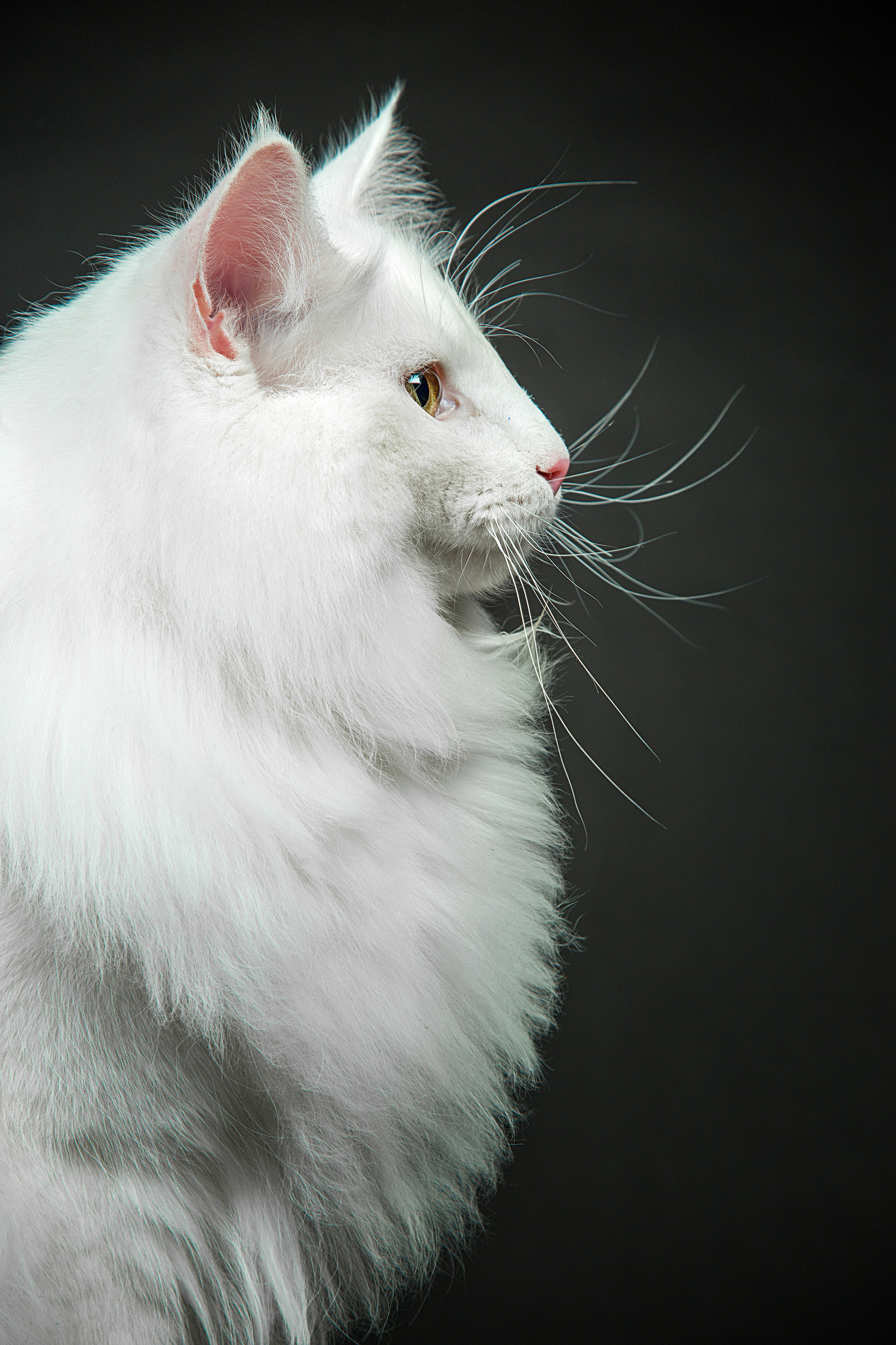 Norwegian. Фотограф в Таллине Виктория Баранова |фотосессии и обучение / Photographer Viktoria Baranova