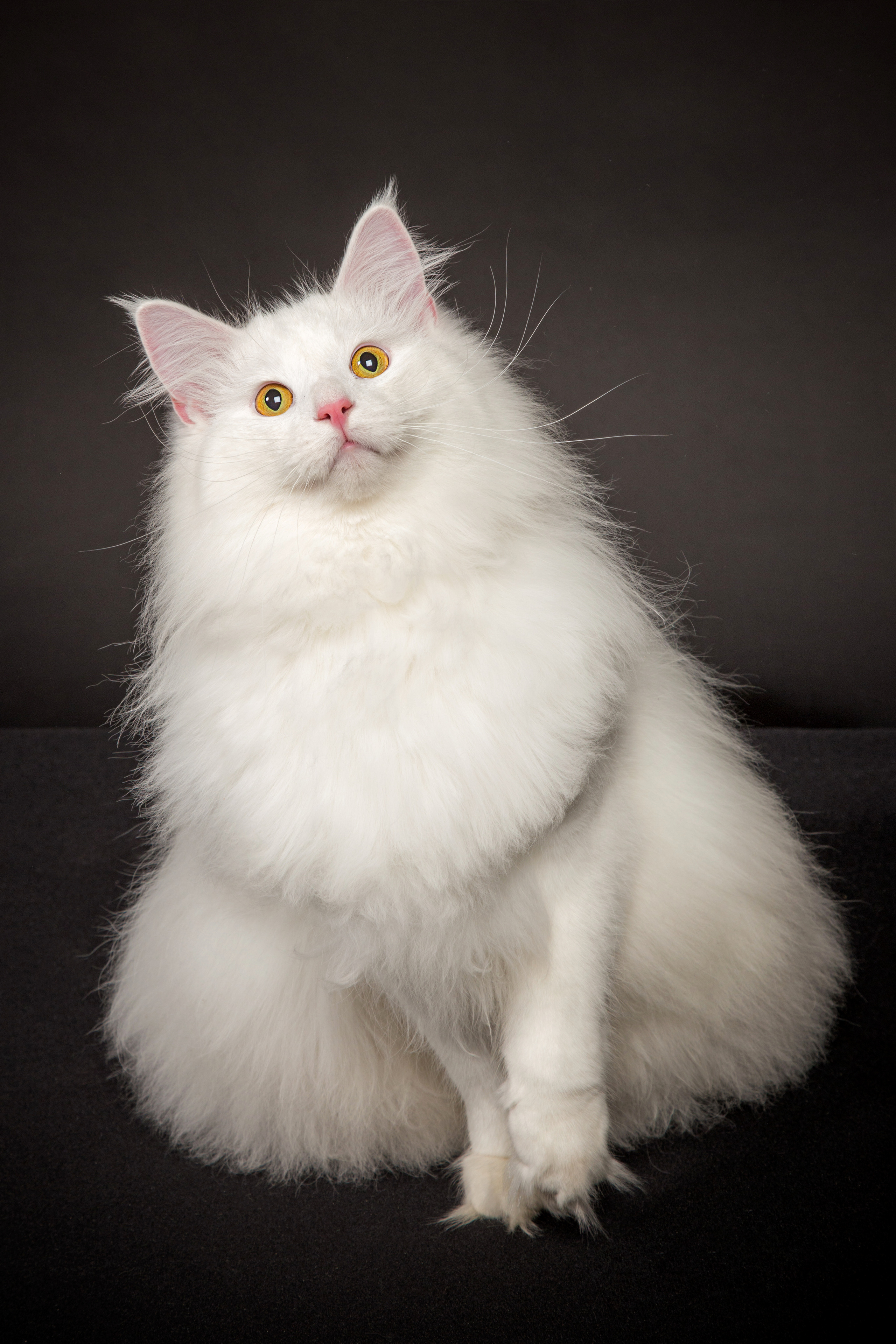 Norwegian. Фотограф в Таллине Виктория Баранова |фотосессии и обучение / Photographer Viktoria Baranova