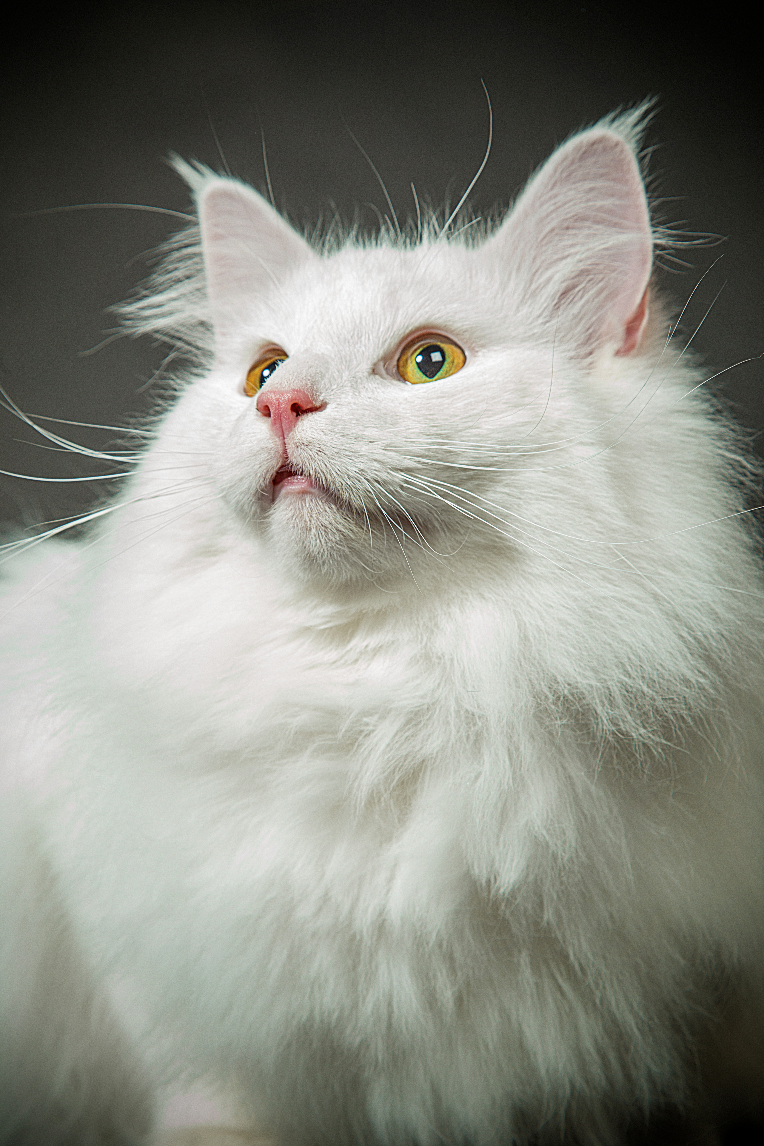 Norwegian. Фотограф в Таллине Виктория Баранова |фотосессии и обучение / Photographer Viktoria Baranova