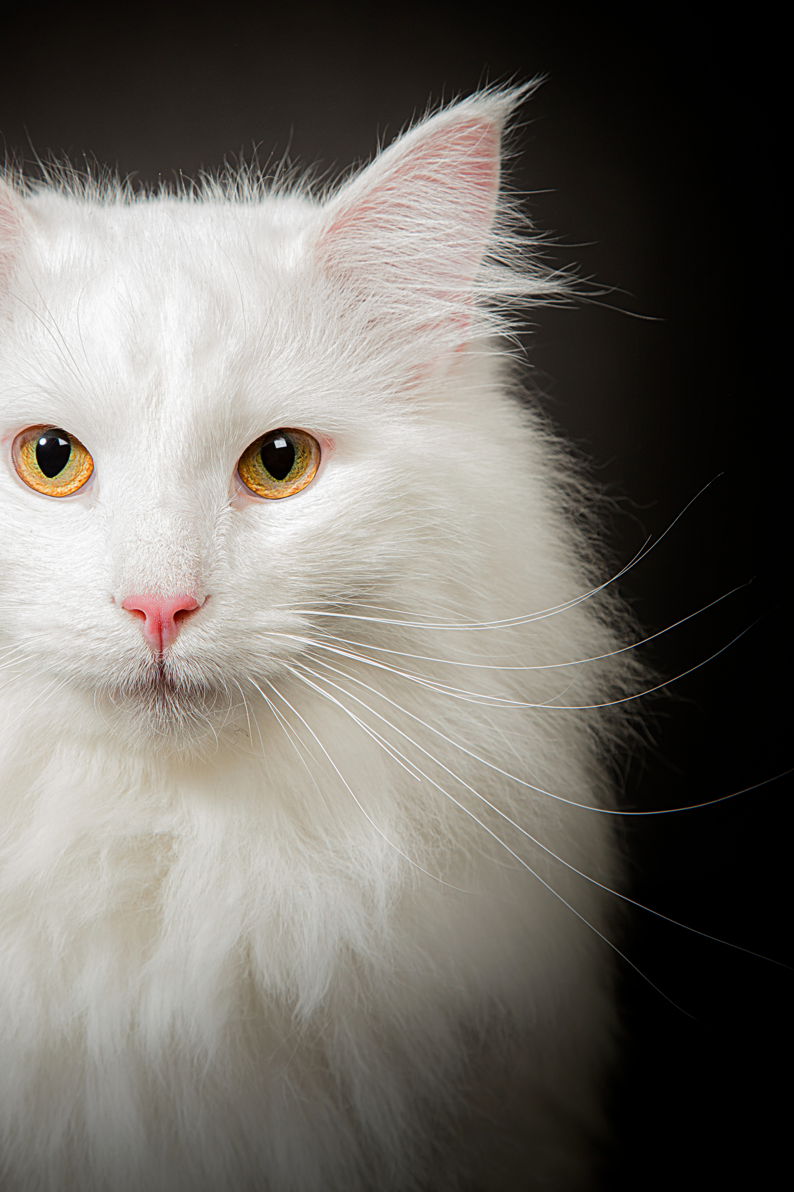 Norwegian. Фотограф в Таллине Виктория Баранова |фотосессии и обучение / Photographer Viktoria Baranova