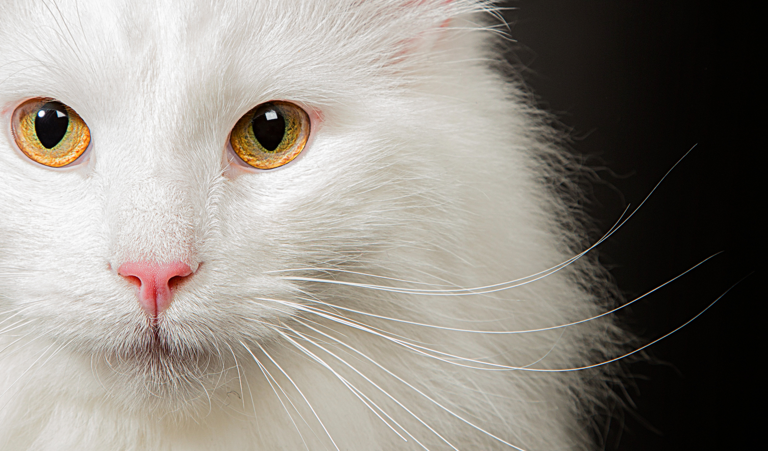 Norwegian. Фотограф в Таллине Виктория Баранова |фотосессии и обучение / Photographer Viktoria Baranova