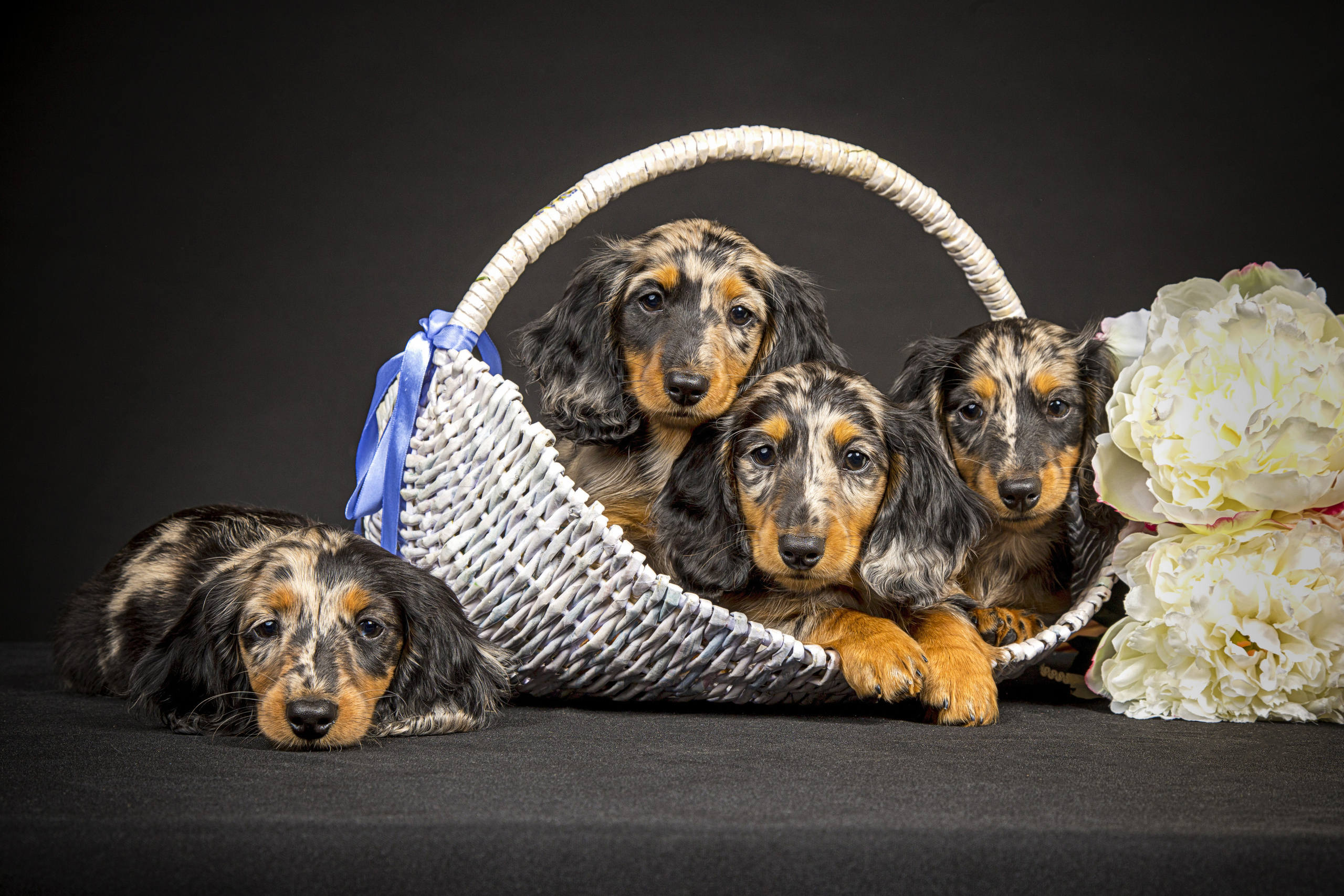 Veera. Фотограф в Таллине Виктория Баранова |фотосессии и обучение / Photographer Viktoria Baranova