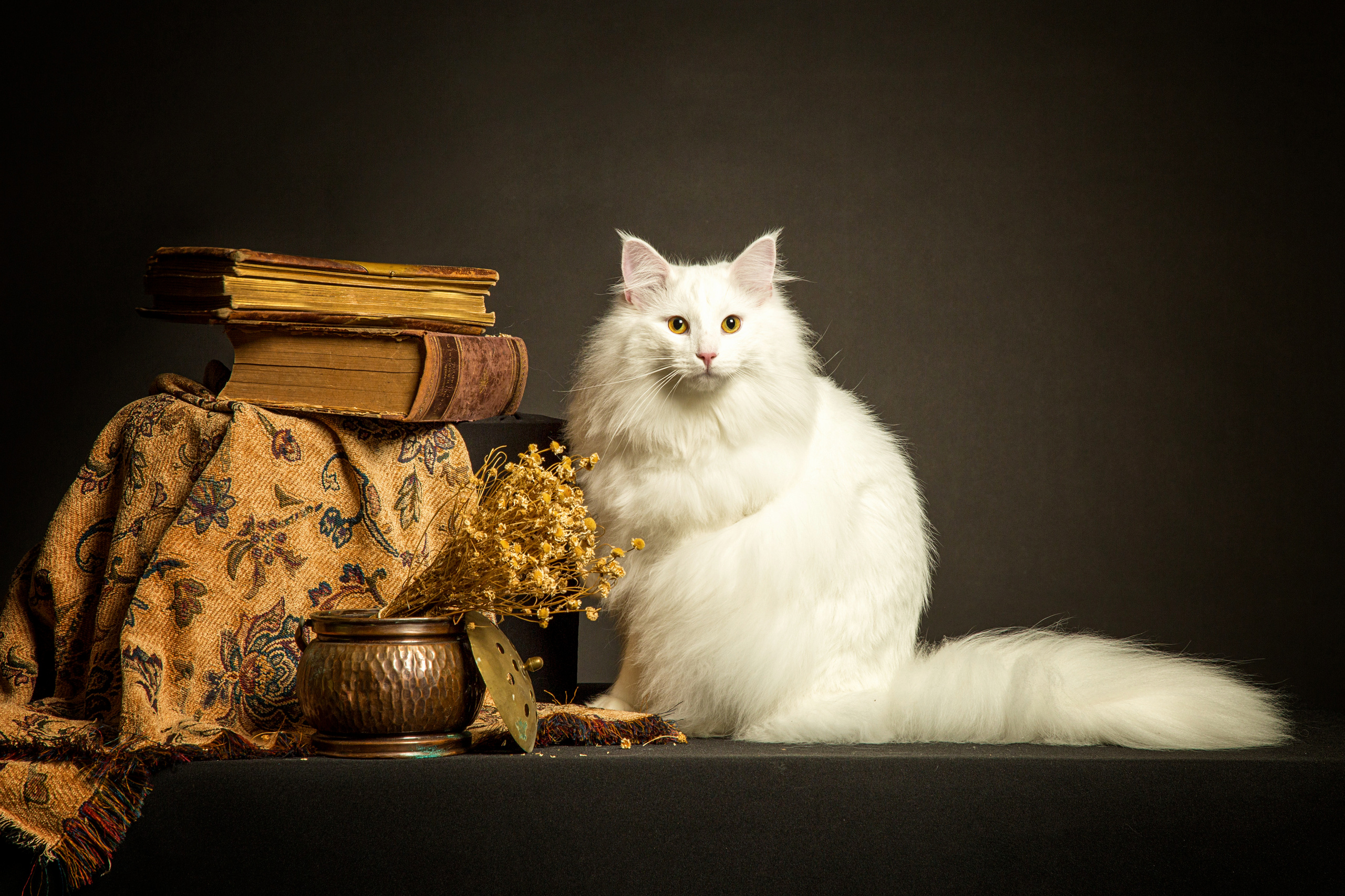 Norwegian. Фотограф в Таллине Виктория Баранова |фотосессии и обучение / Photographer Viktoria Baranova