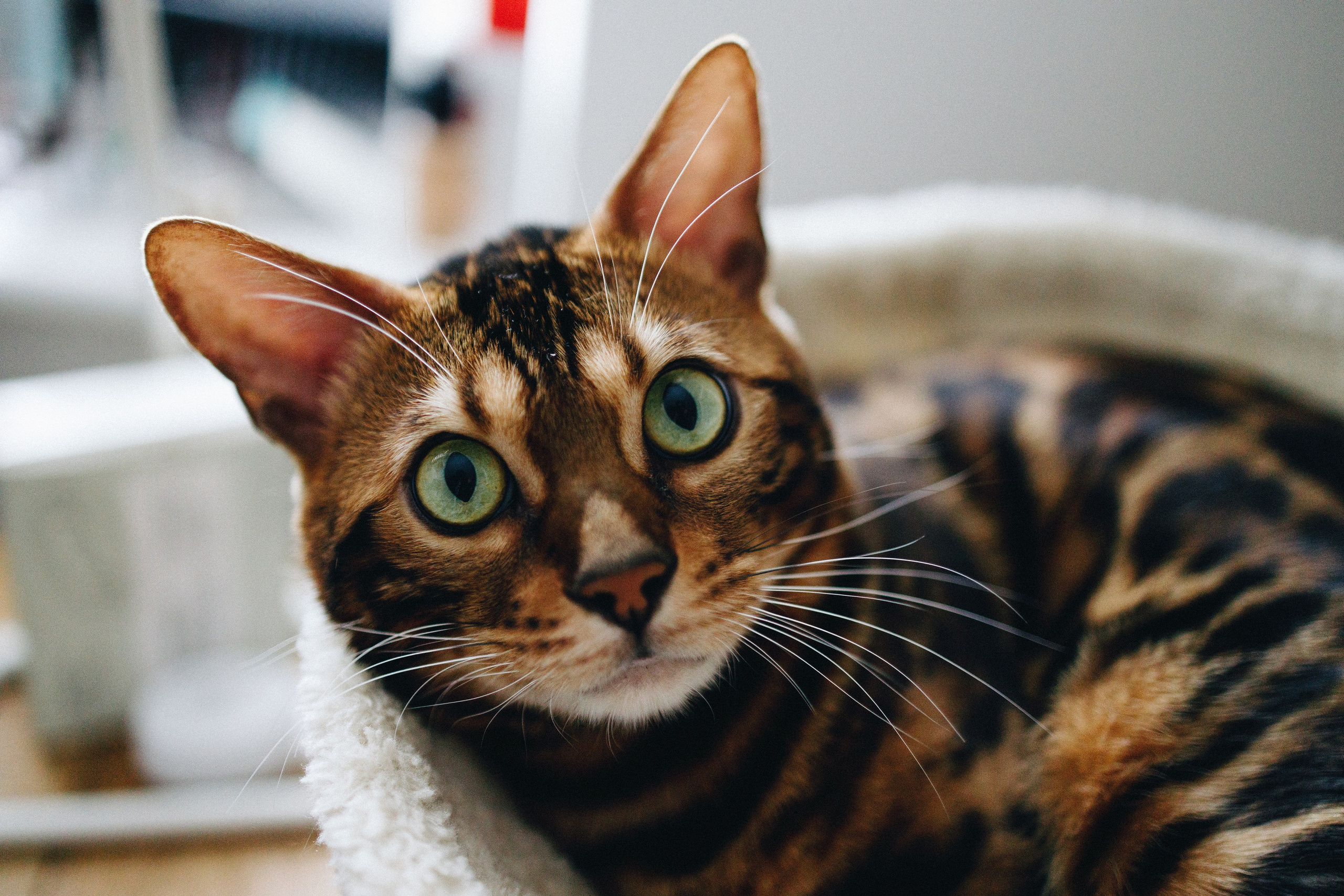 Vadim. Newborn and Family Photographer in Bromley, London, Liliya Potekhina