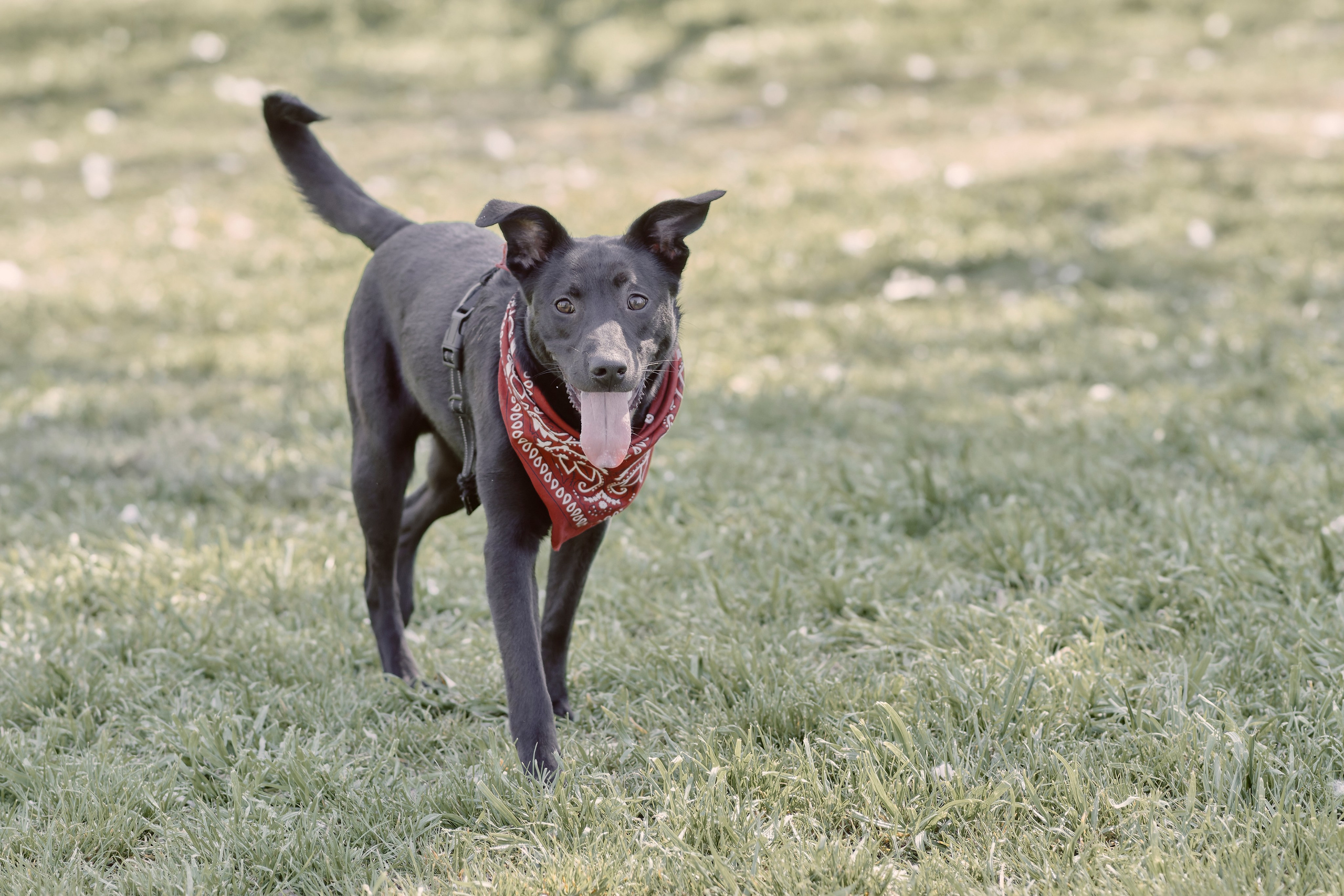 Frankell & Ruben. Valssy – Fotografía de mascotas en Uruguay. Retratos profesionales de perros y gatos