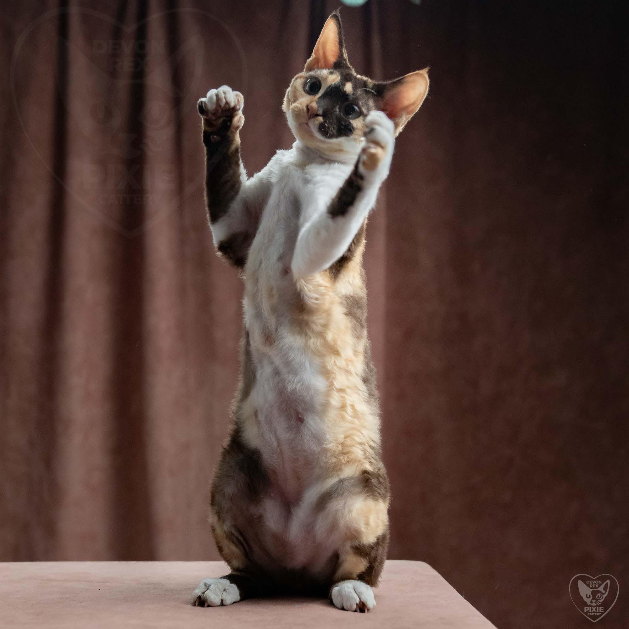 Malvina. Devon Rex Pixie Cattery