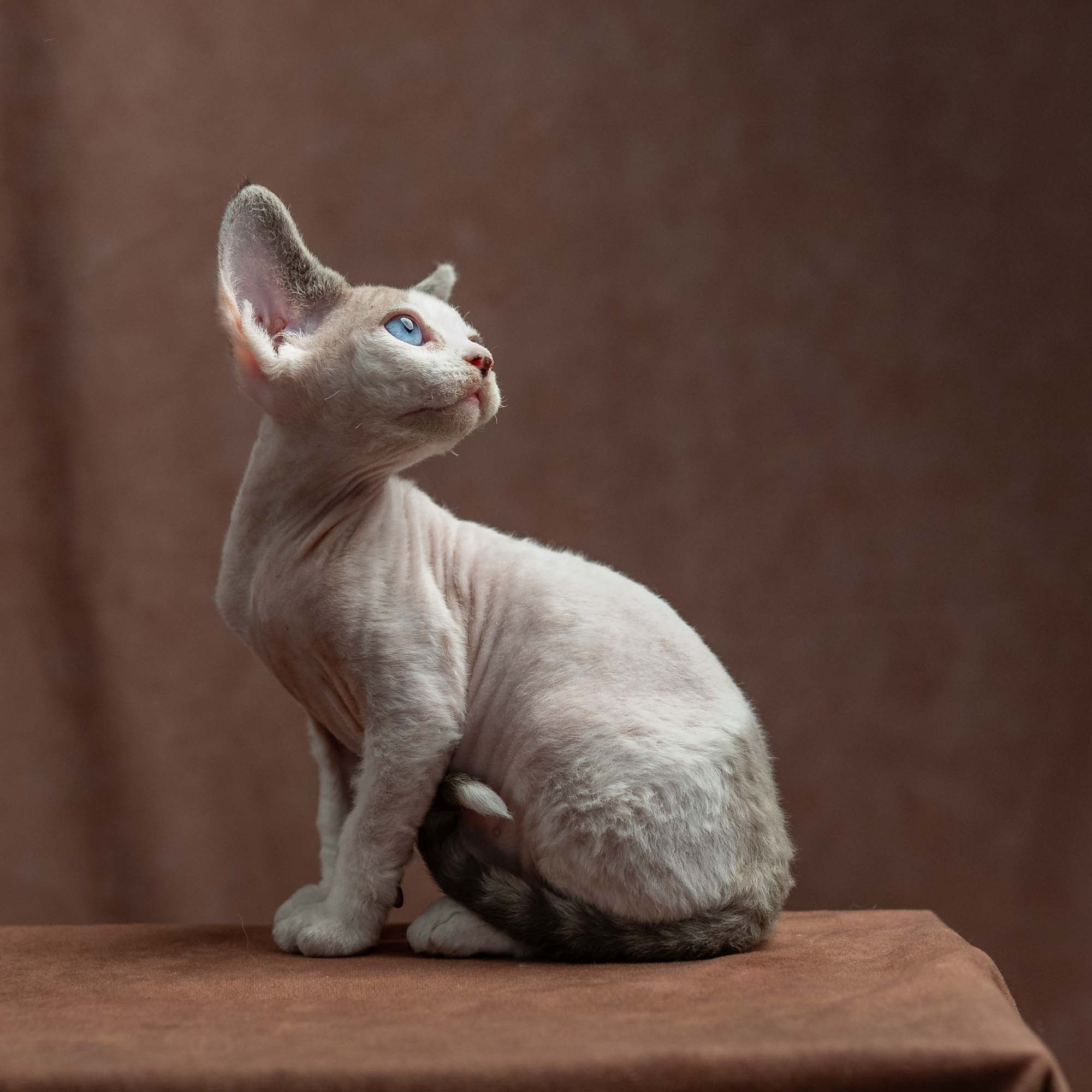 Frosttip, boy, born on 01.01.25. Devon Rex Pixie Cattery