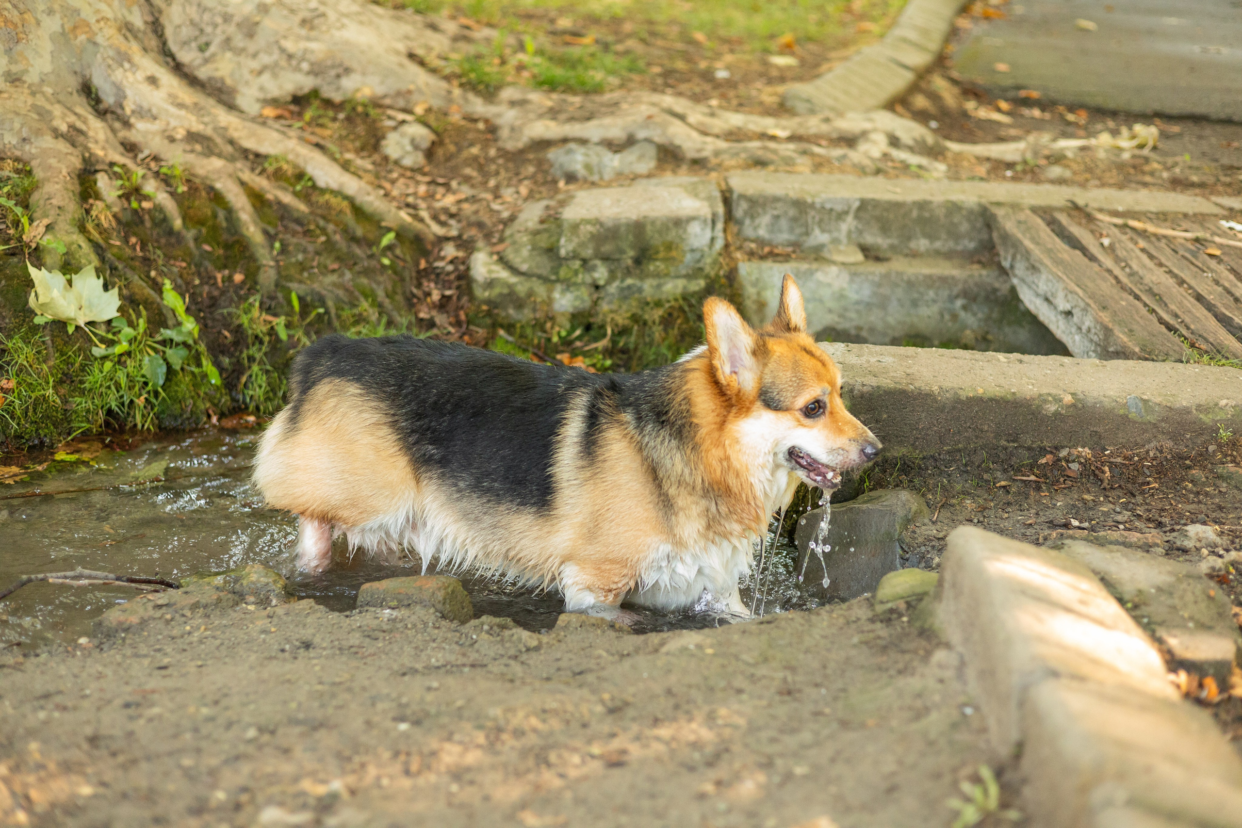 Мария и Санти. Фотограф-анималист | Белград