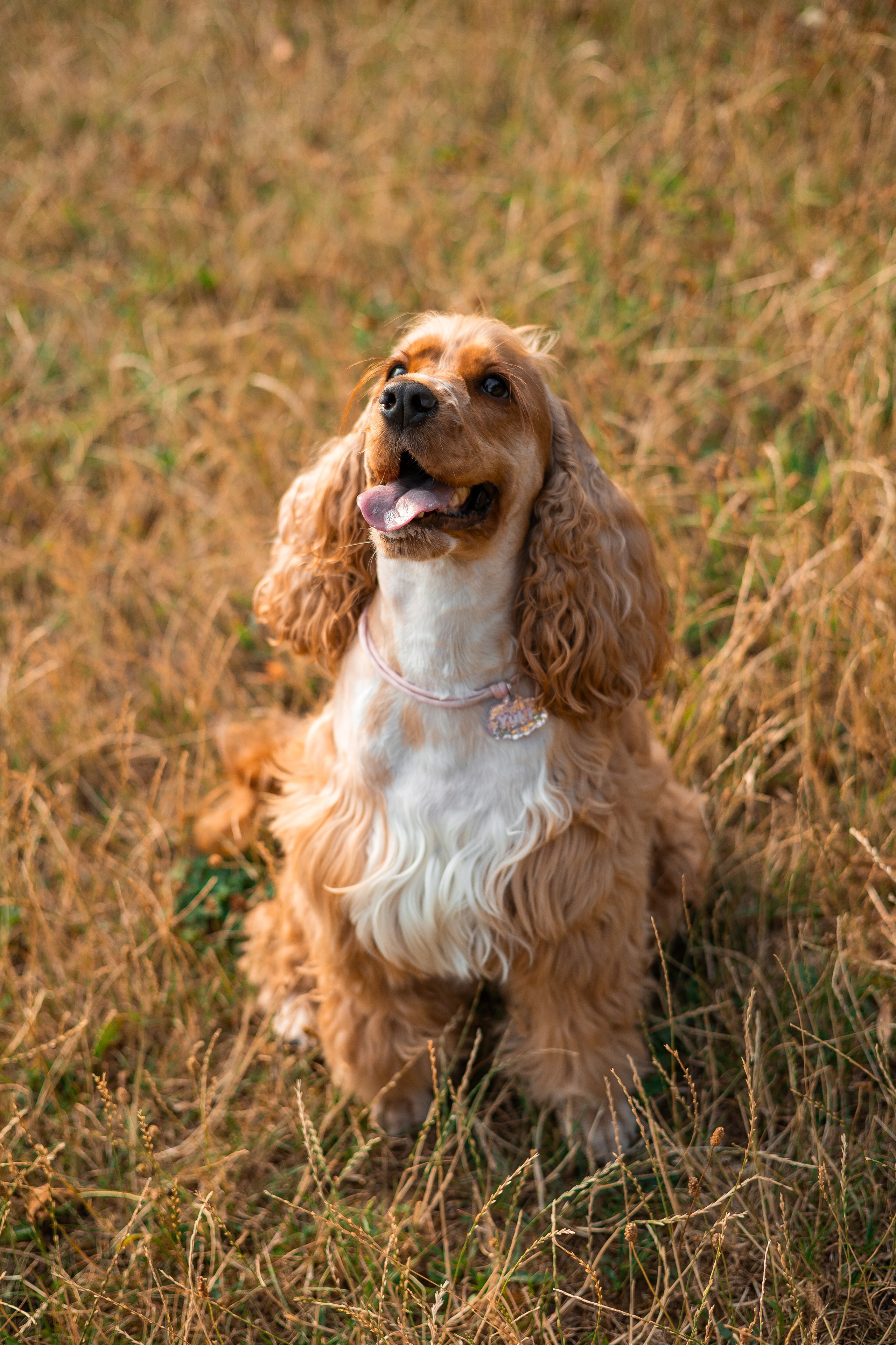 Алина и Юки. Фотограф-анималист | Белград