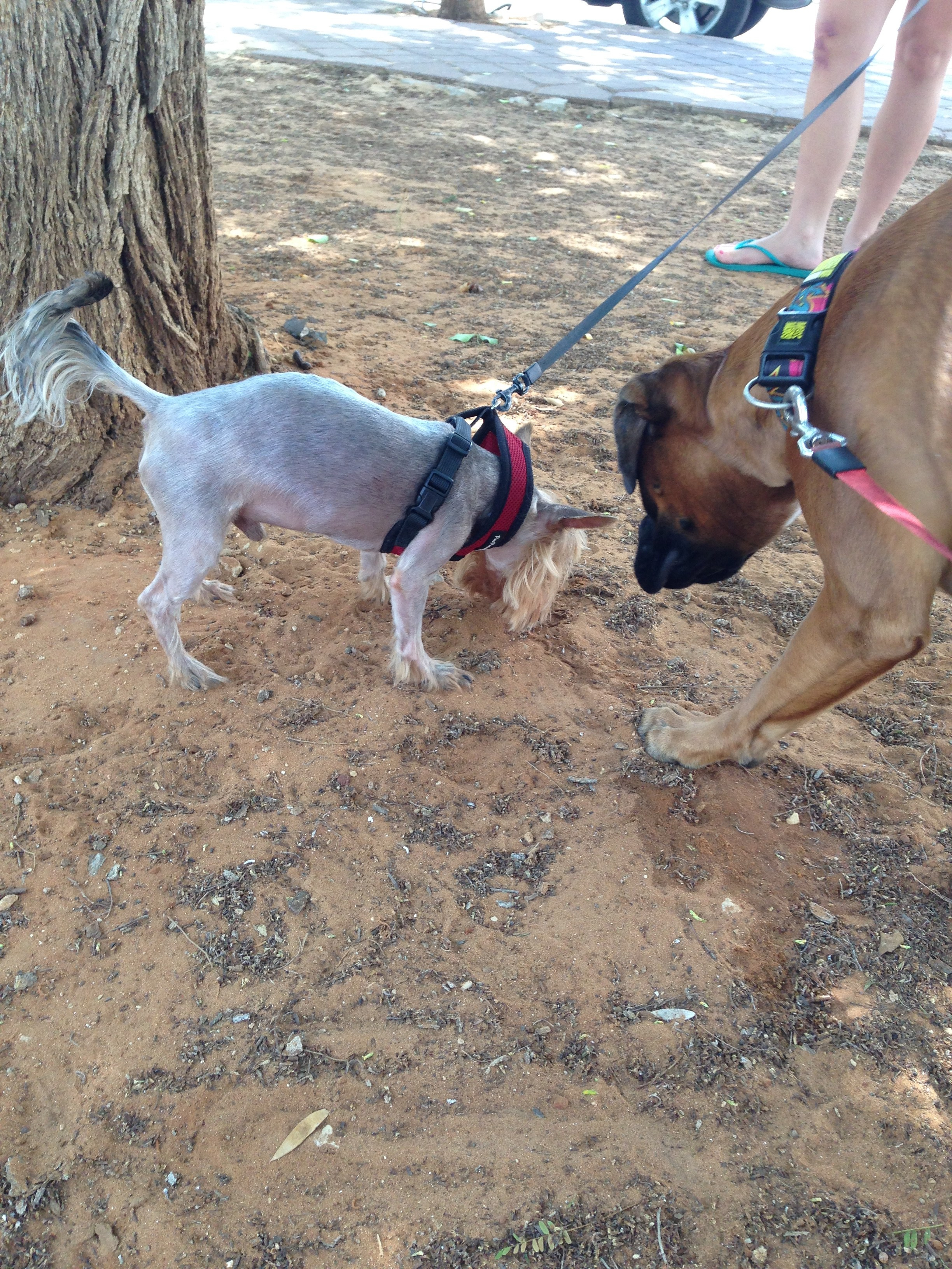 My ״Star״ Boxer Dog