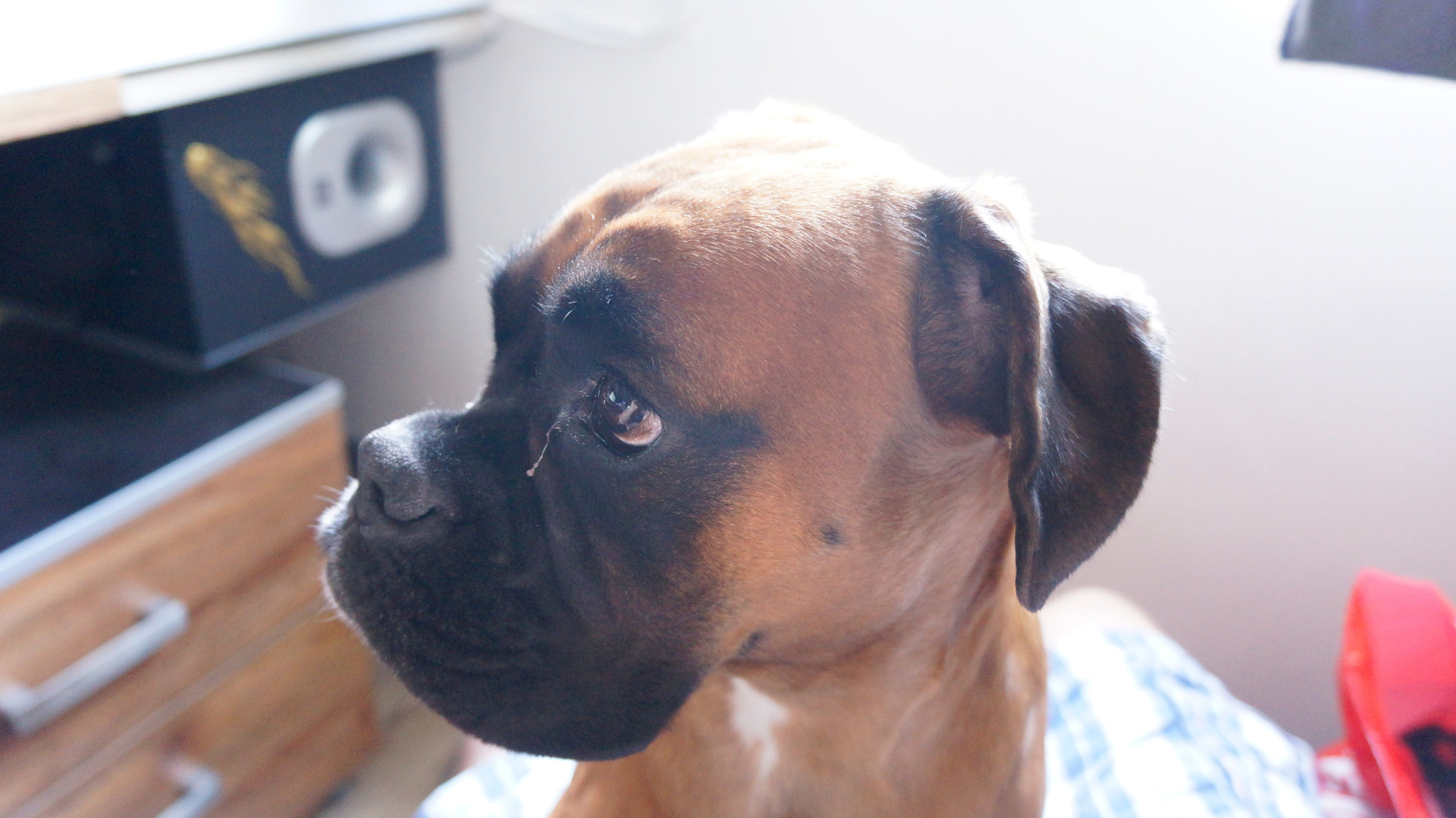 My ״Star״ Boxer Dog