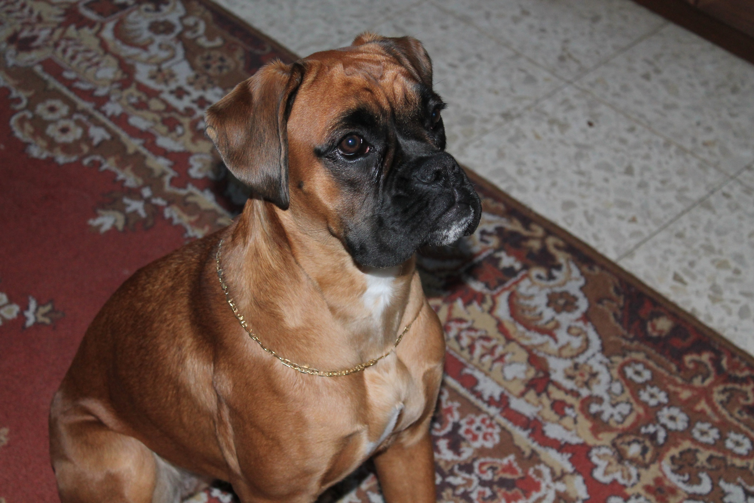 My ״Star״ Boxer Dog