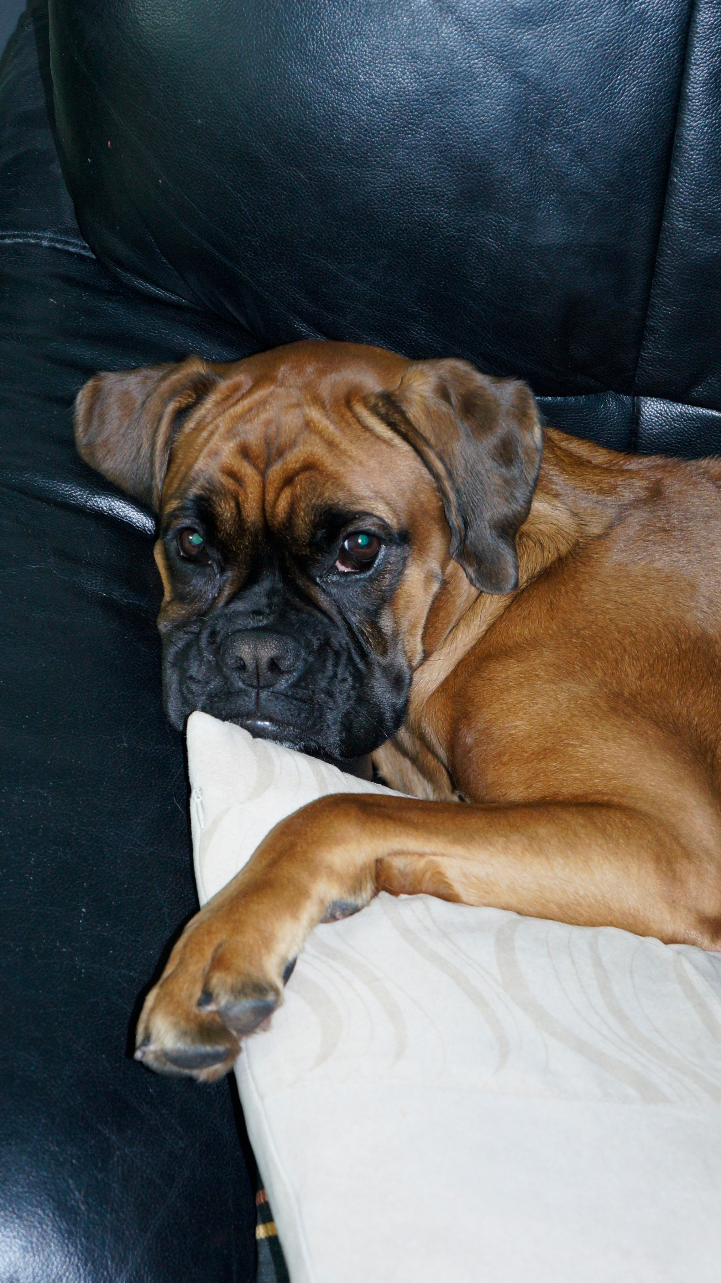 My ״Star״ Boxer Dog