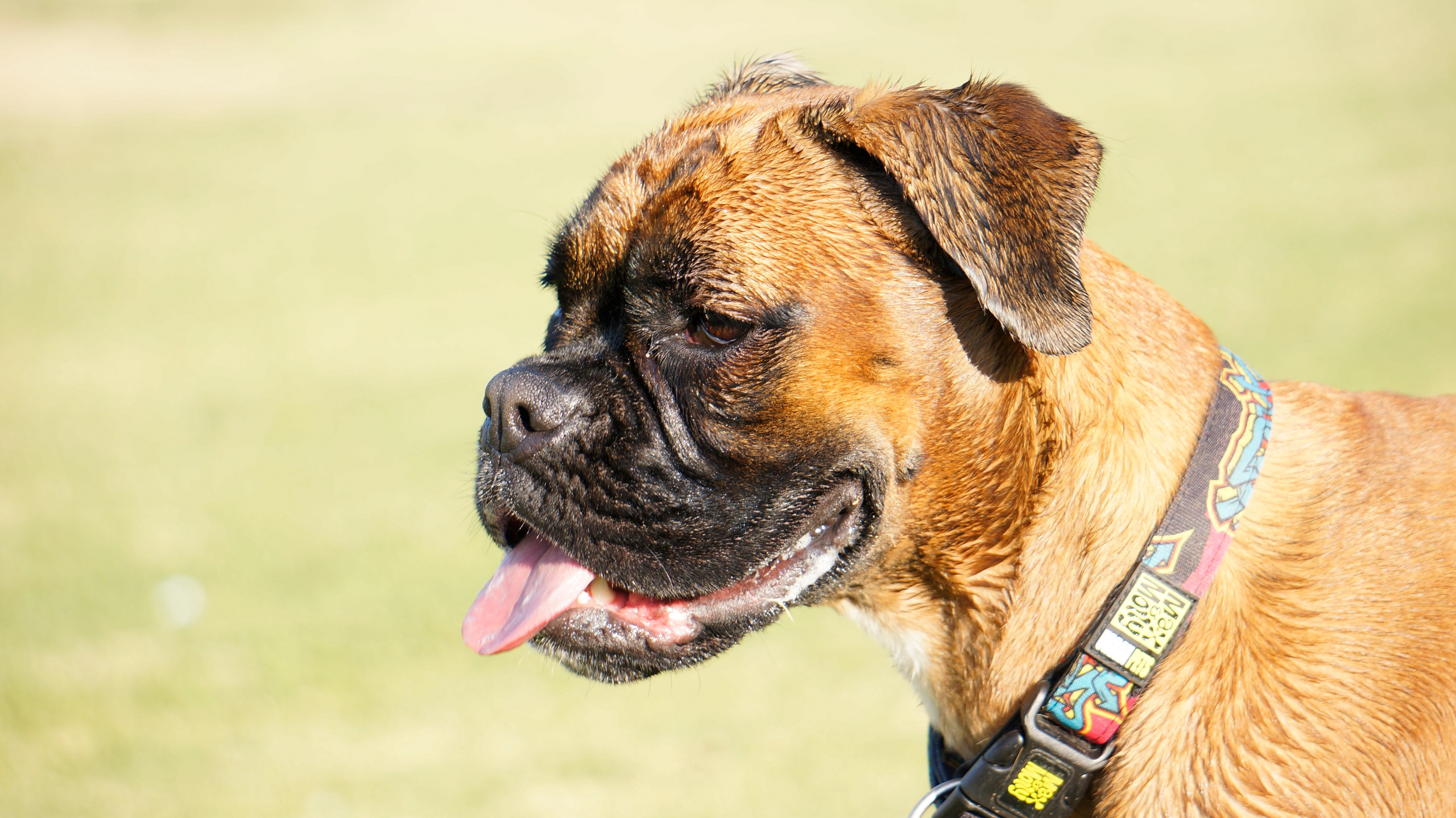 My ״Star״ Boxer Dog