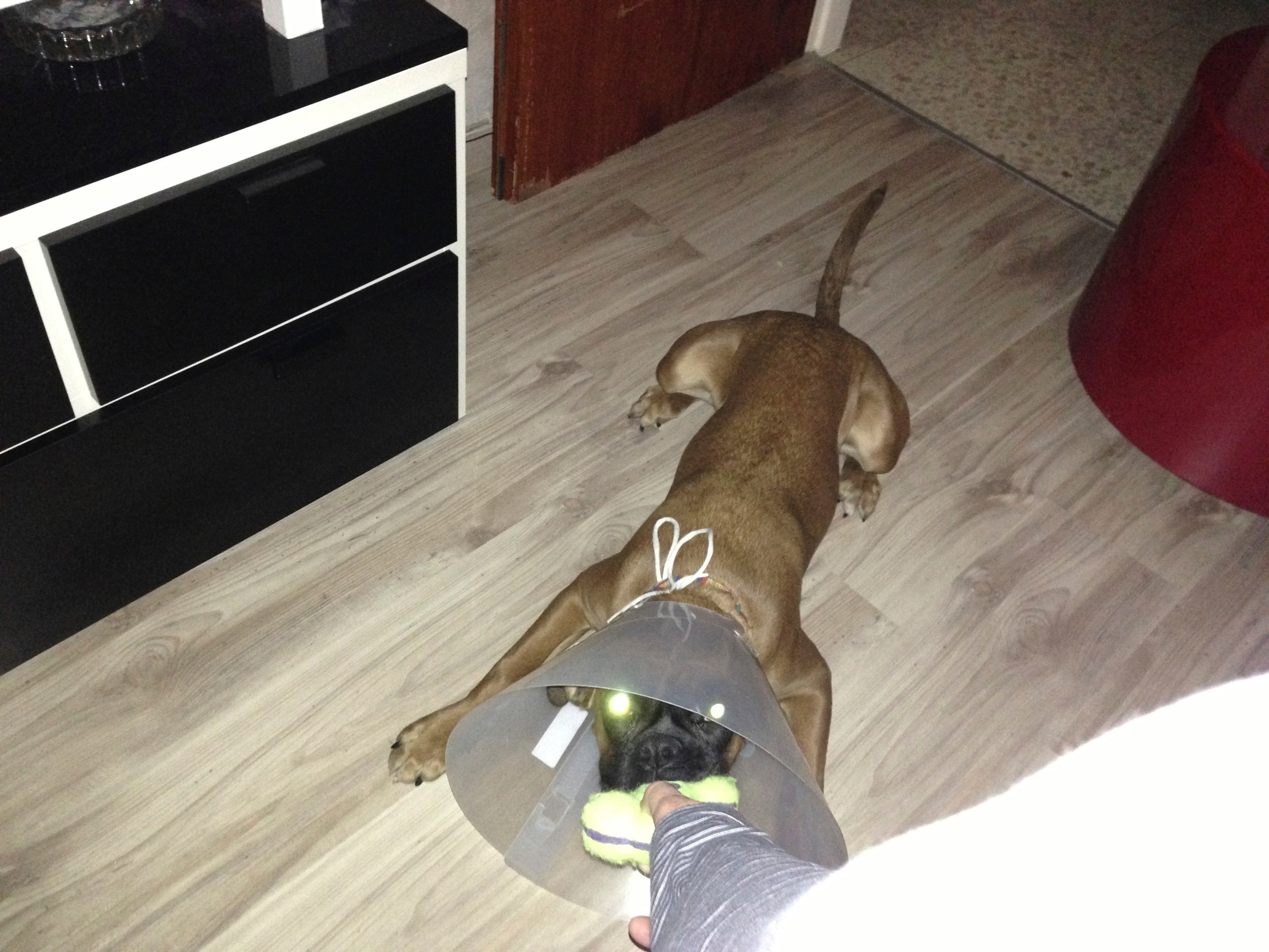 My ״Star״ Boxer Dog