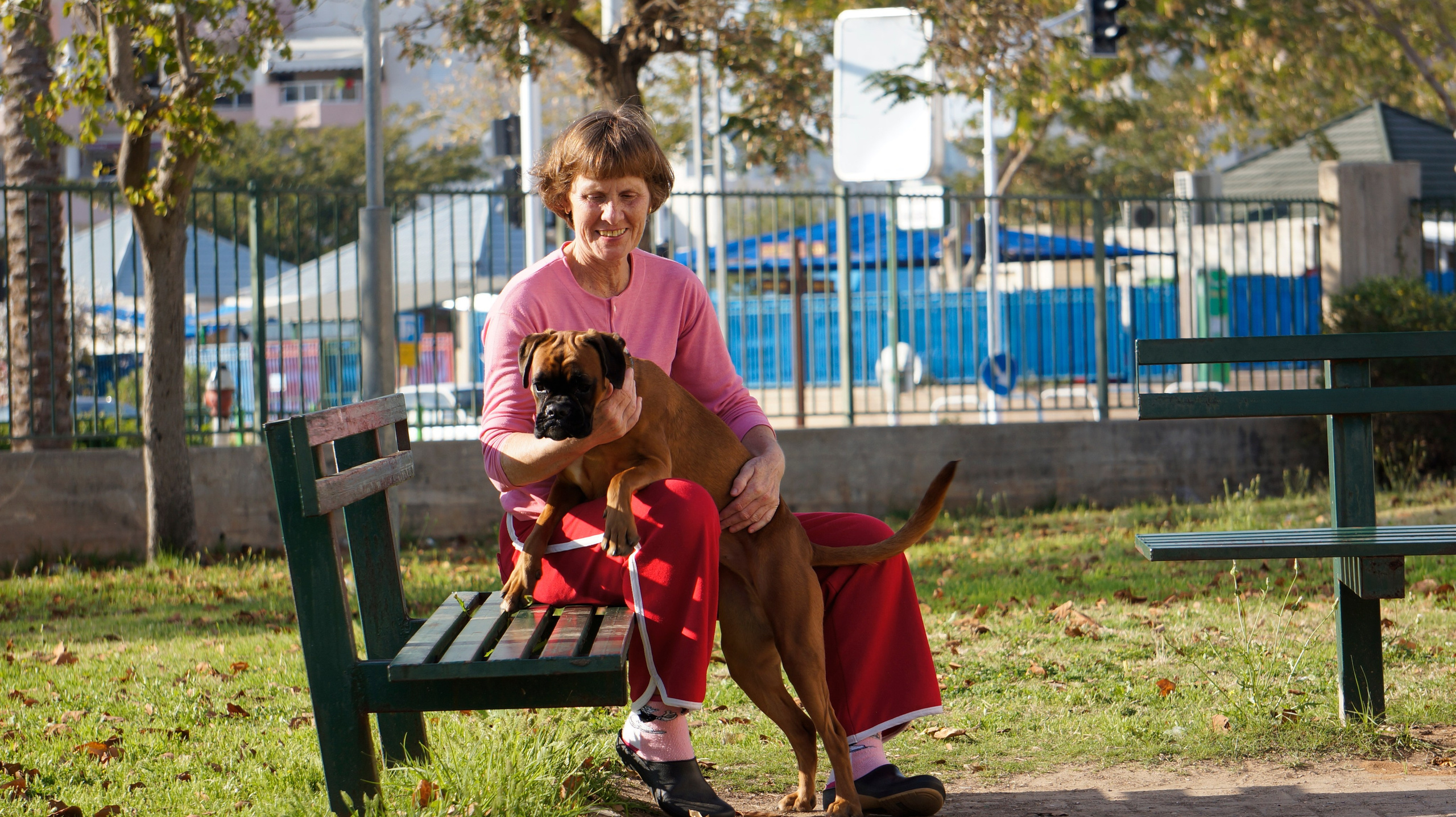 My ״Star״ Boxer Dog