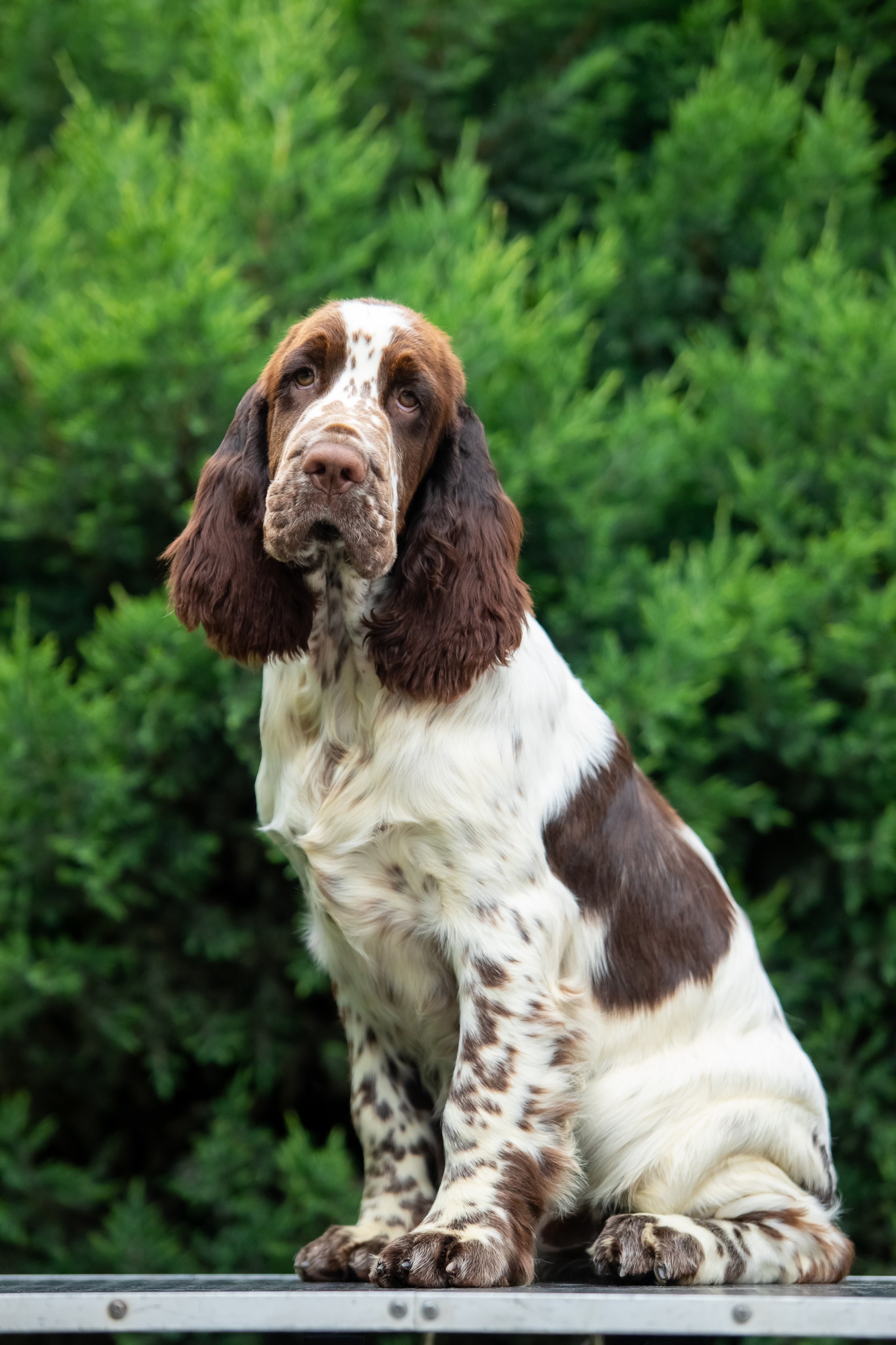 Male — Blue collar 💙. Website of the titled stud dog of the Springer Spaniel breed