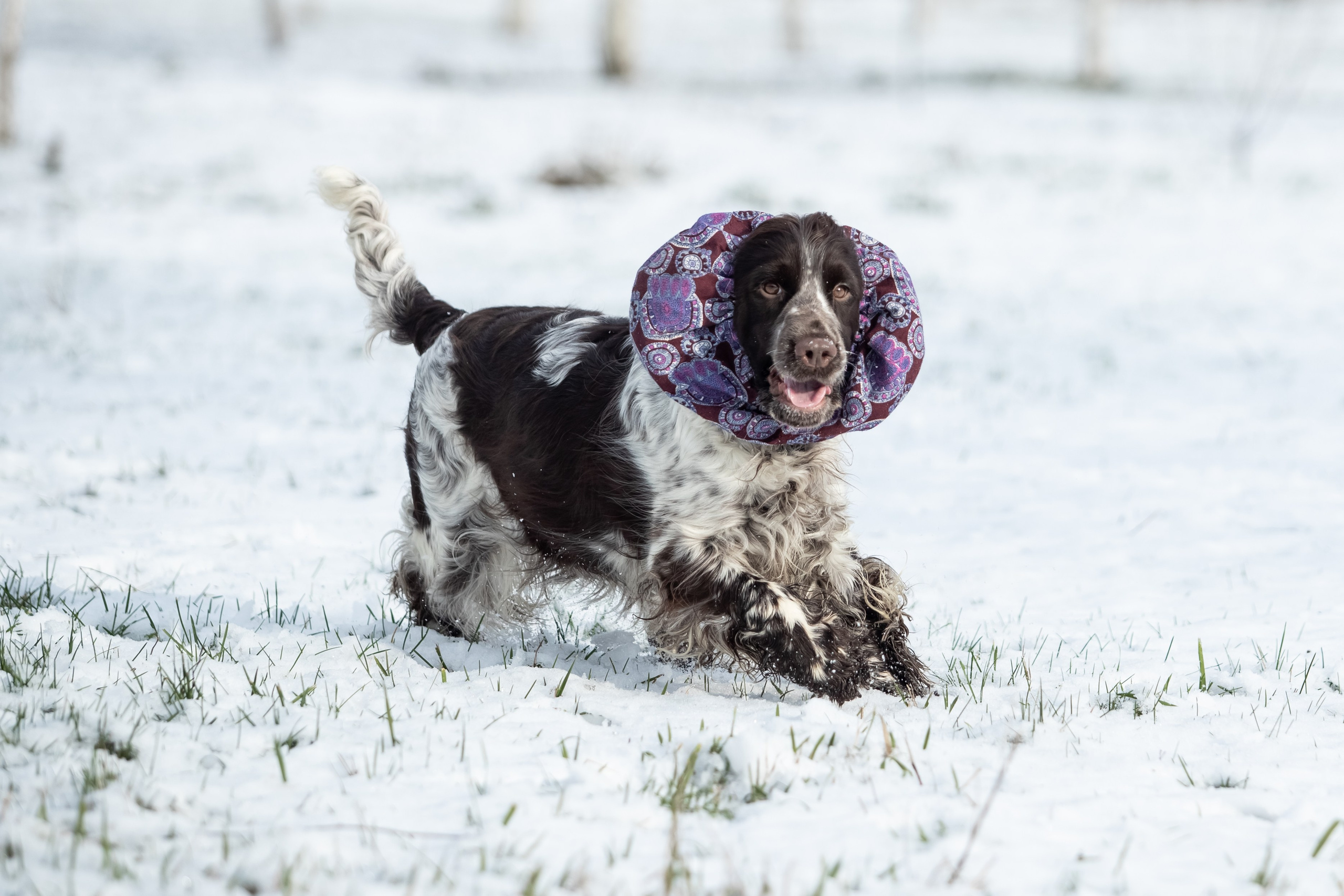 English Springer Spaniel female show movement