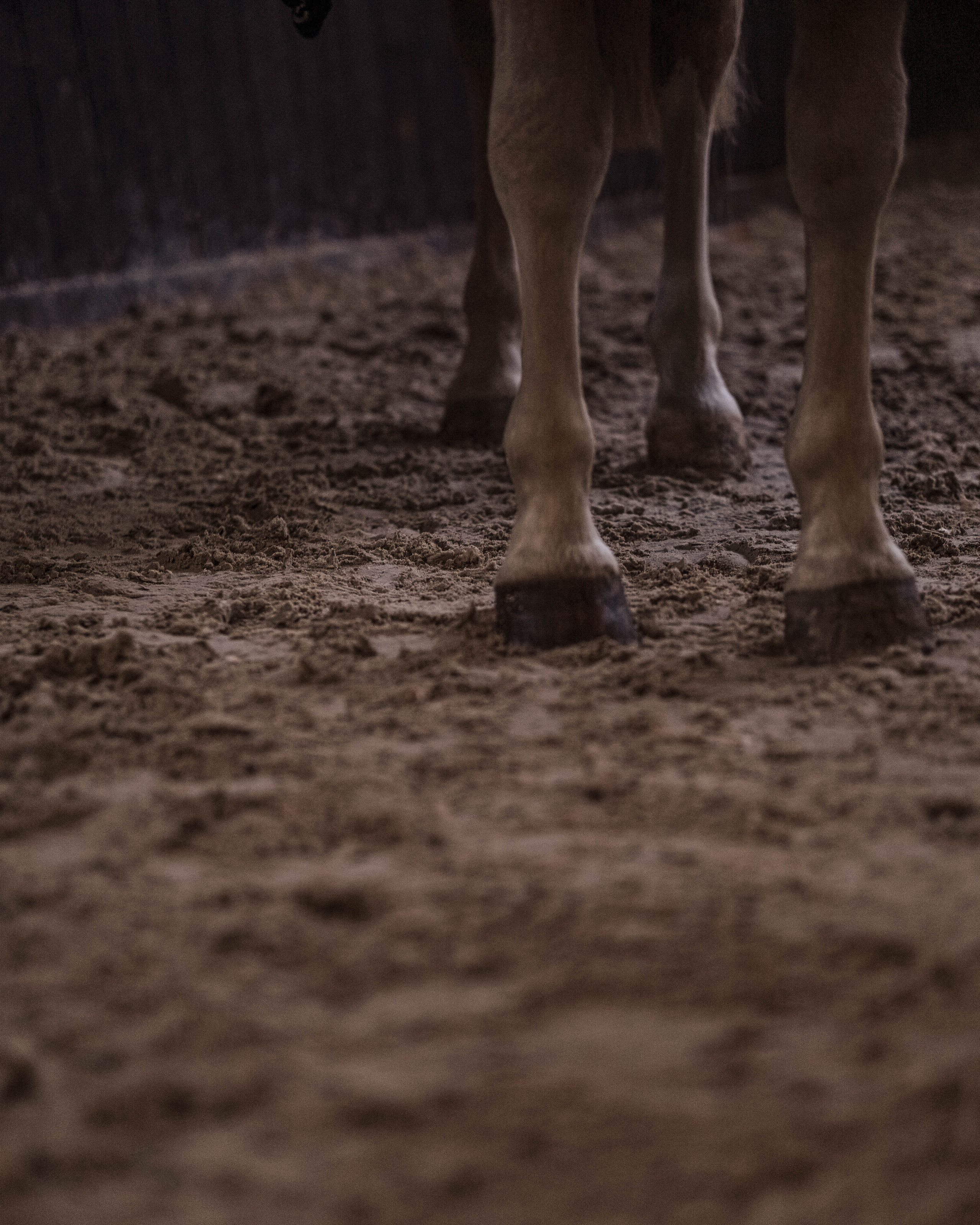 Съемки с животными. Фотограф в Праге Анастасия Широких