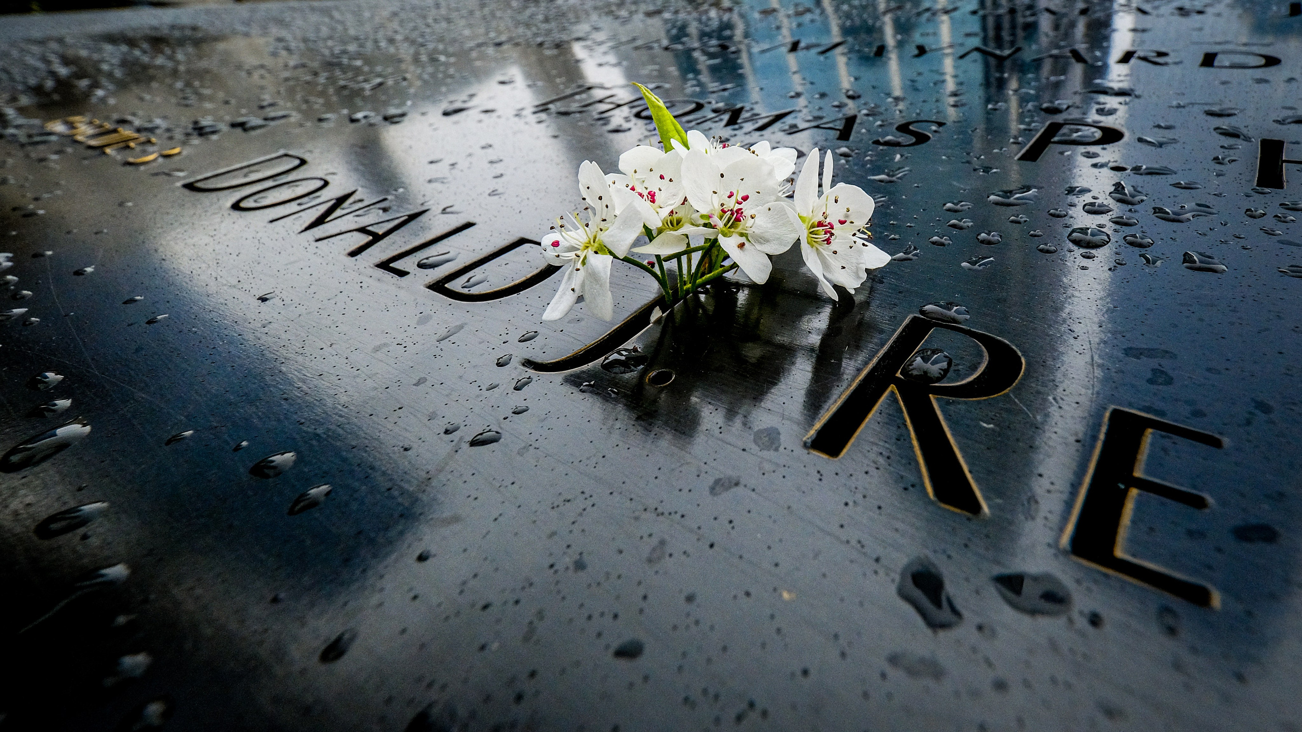 NEW YORK / 2025. Reportage concert portrait photography in the San Francisco Bay Area