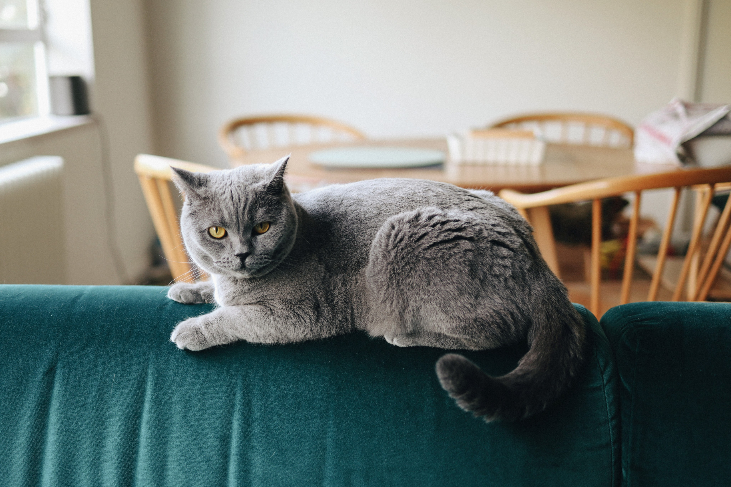 Robin. Newborn and Family Photographer in Bromley, London, Liliya Potekhina
