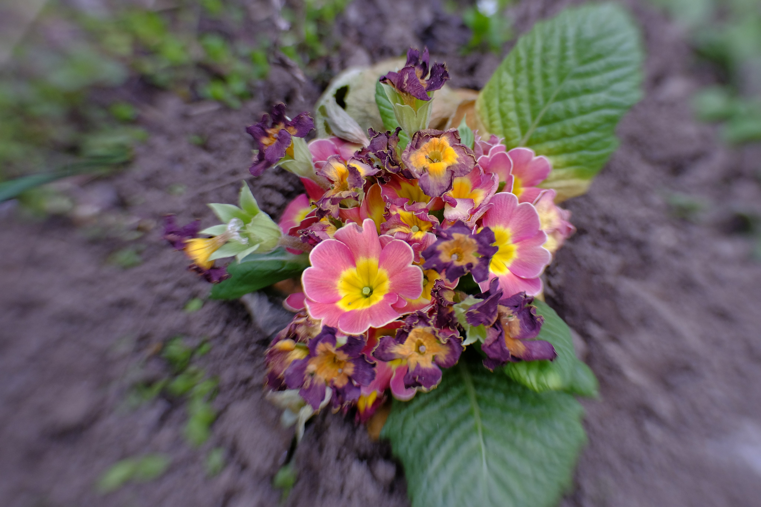 Flori. Pagina principală