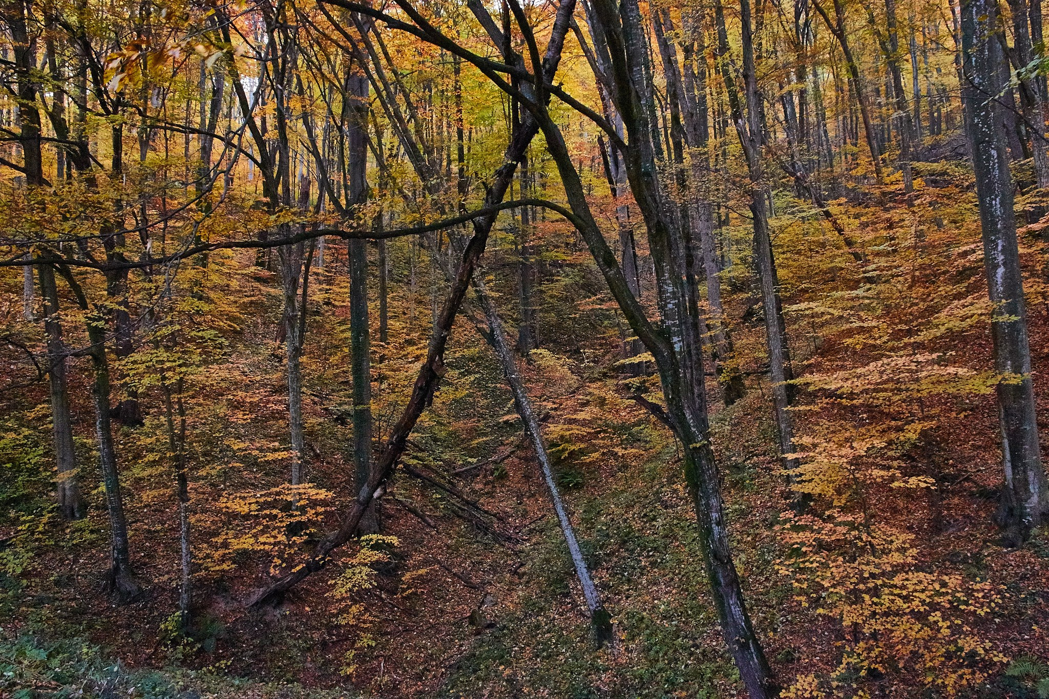 Toamna pe calea ferată Oravița-Anina, jud. Caraș-Severin. Pagina principală