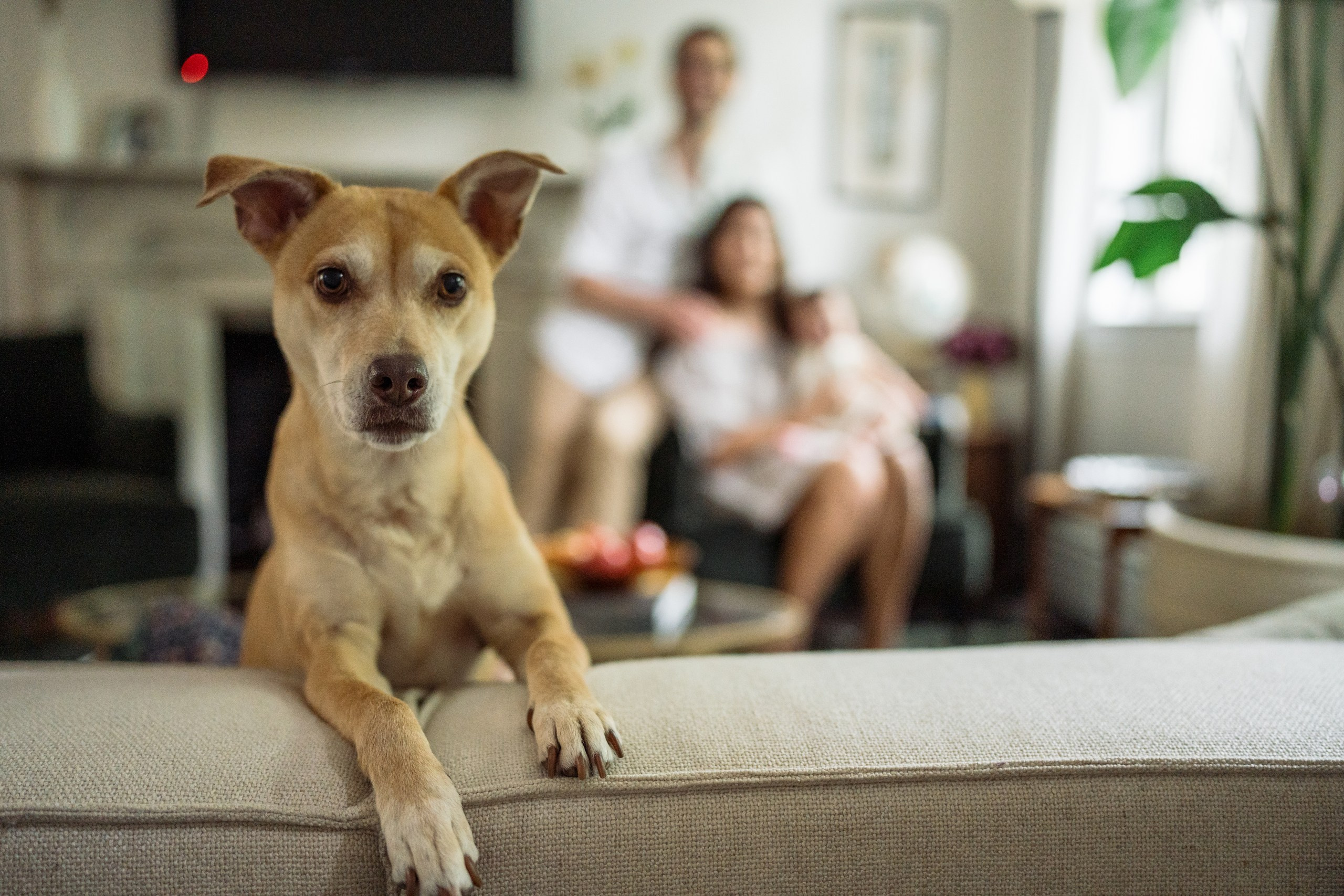 Farah, Sam, Serena, Mellie. Alisa Tant — Family and newborn photographer Bucks County, Montgomery county, Philadelphia, NJ