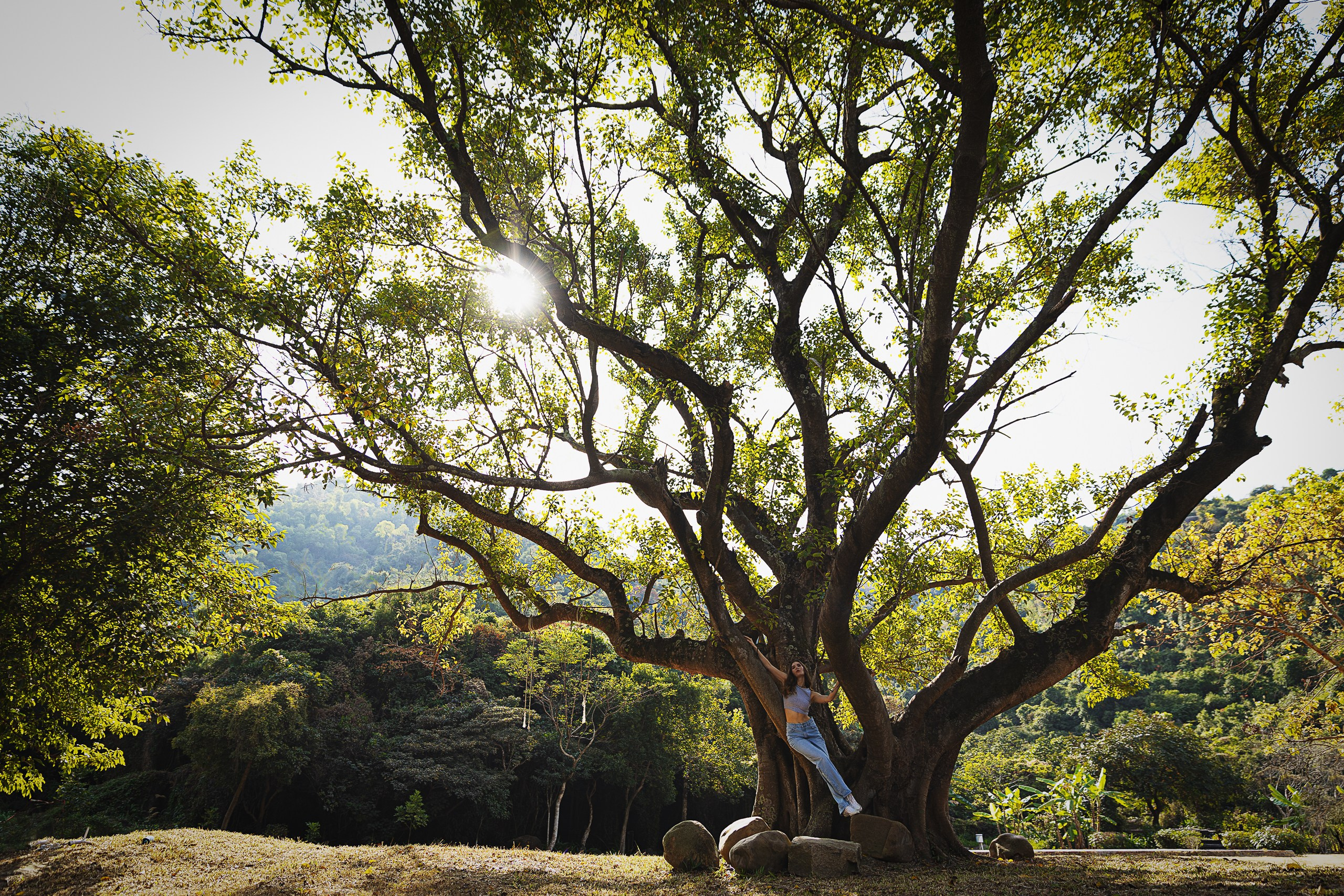 Diana morning in the forest