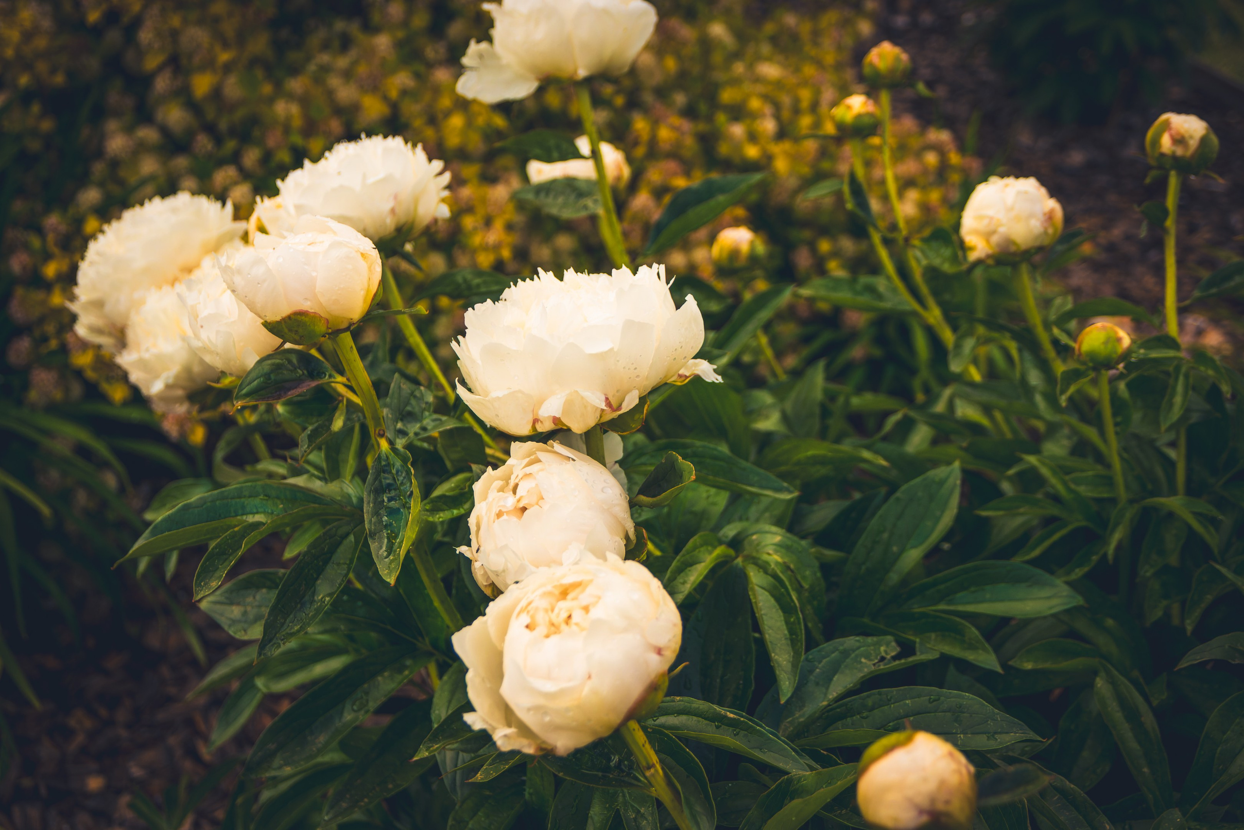 Saarema, reis. Nebula 25 — Fotod teie hingele